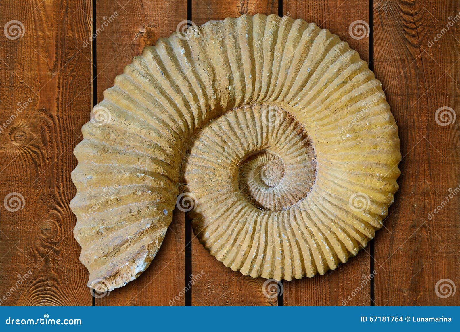 ammonites fossil in valencian community spain
