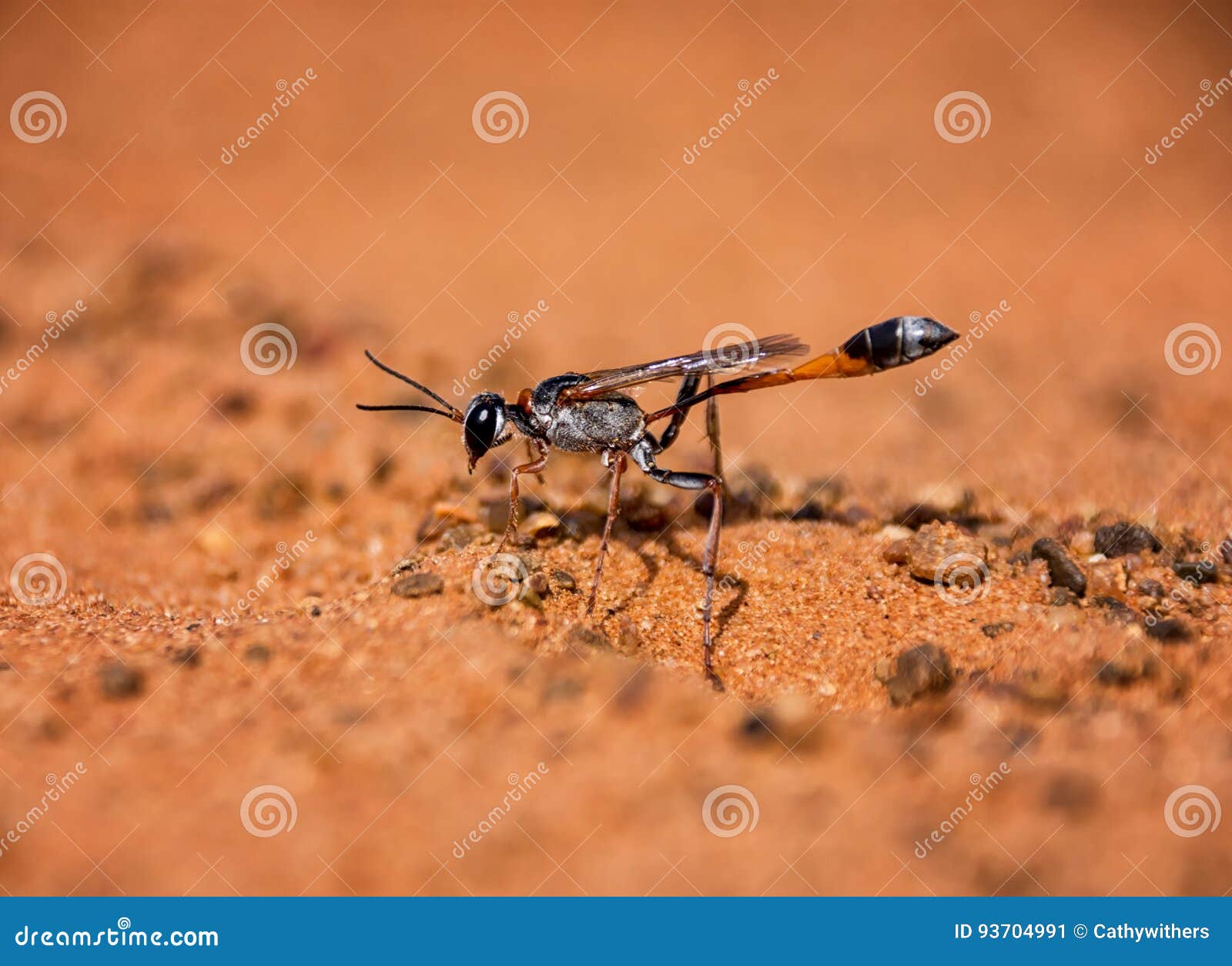 ammophila wasp