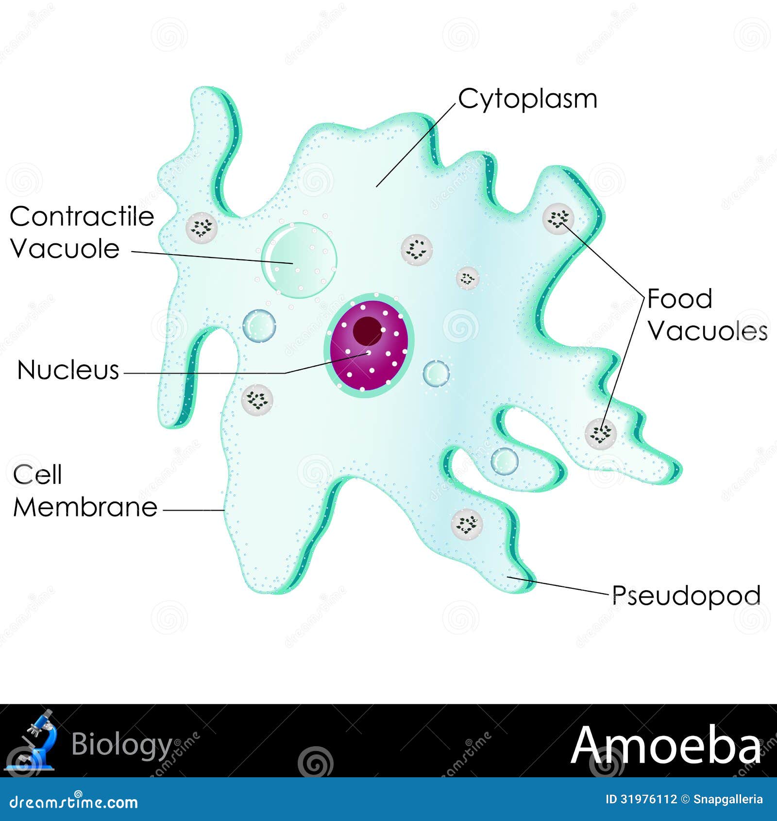 Amoeba Diagram illustration de vecteur. Illustration du cellulaire
