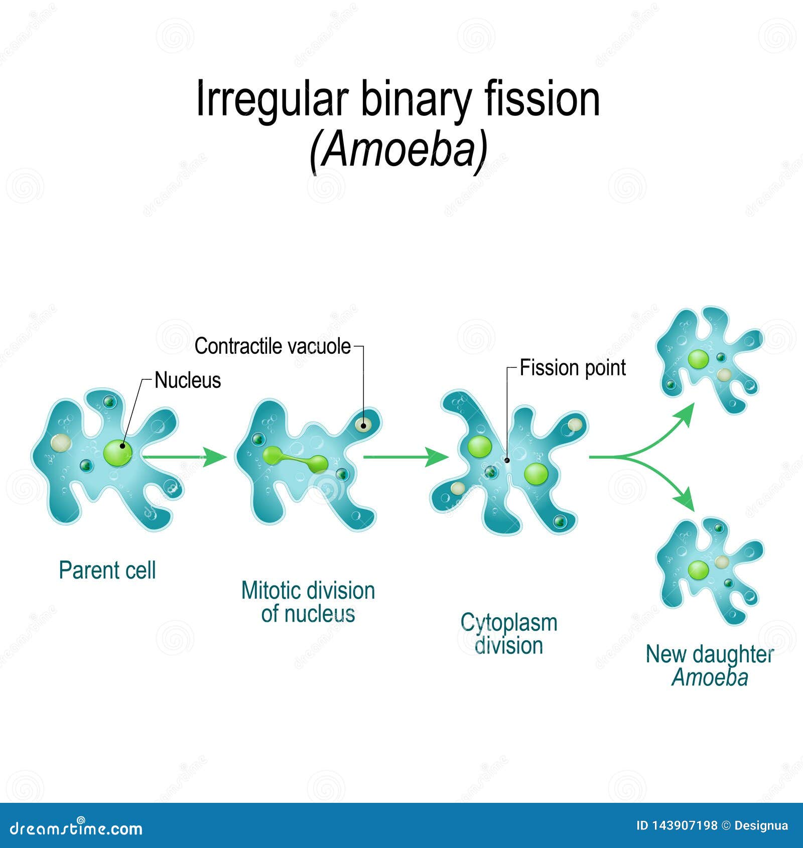 amoeba. irregular binary fission