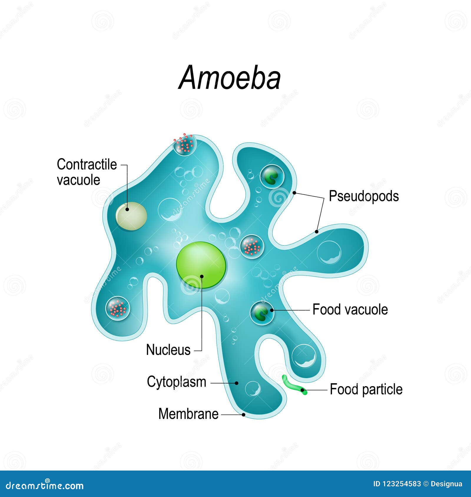 structure of an amoeba proteus