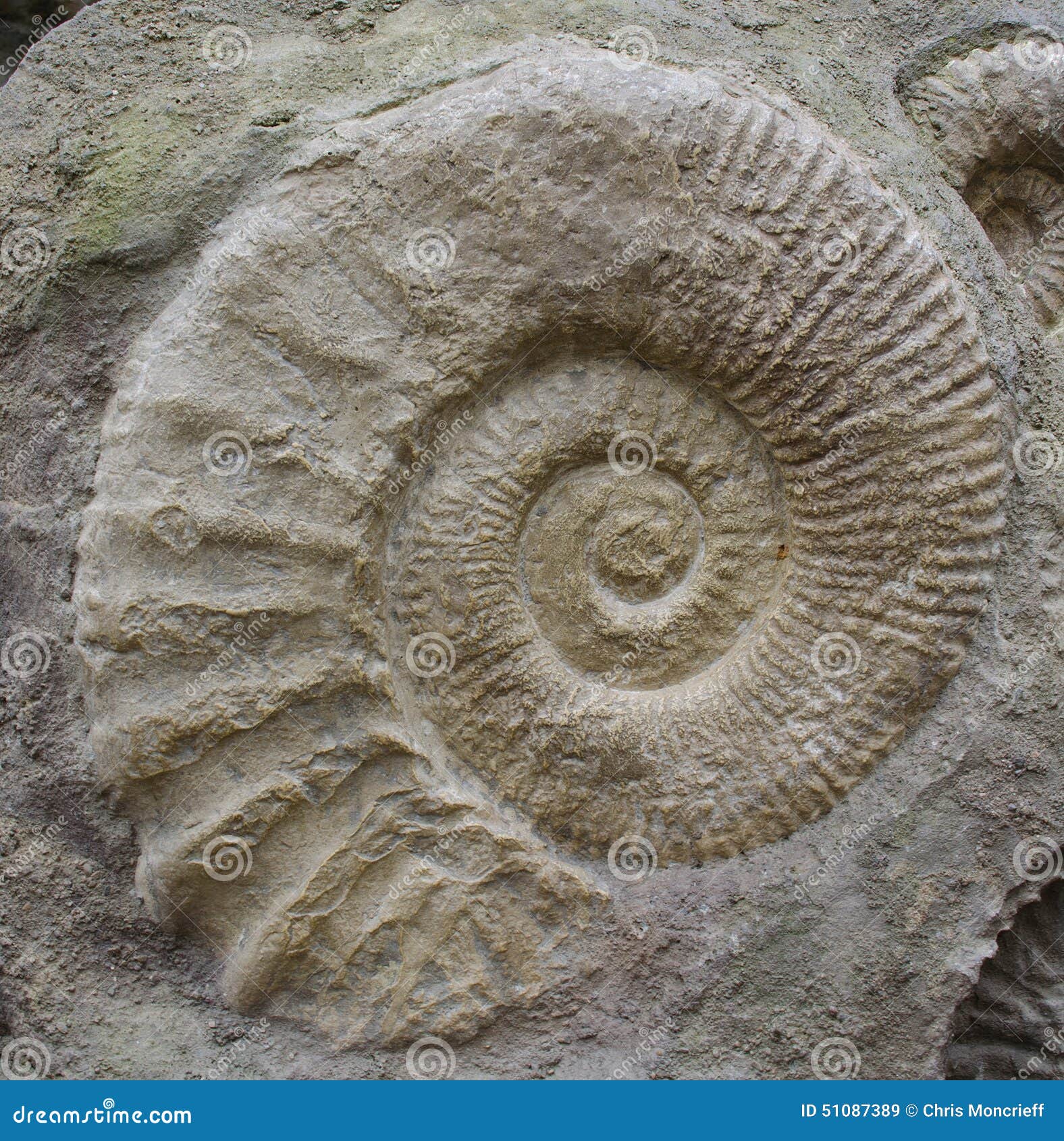 Fossils Index Fossils