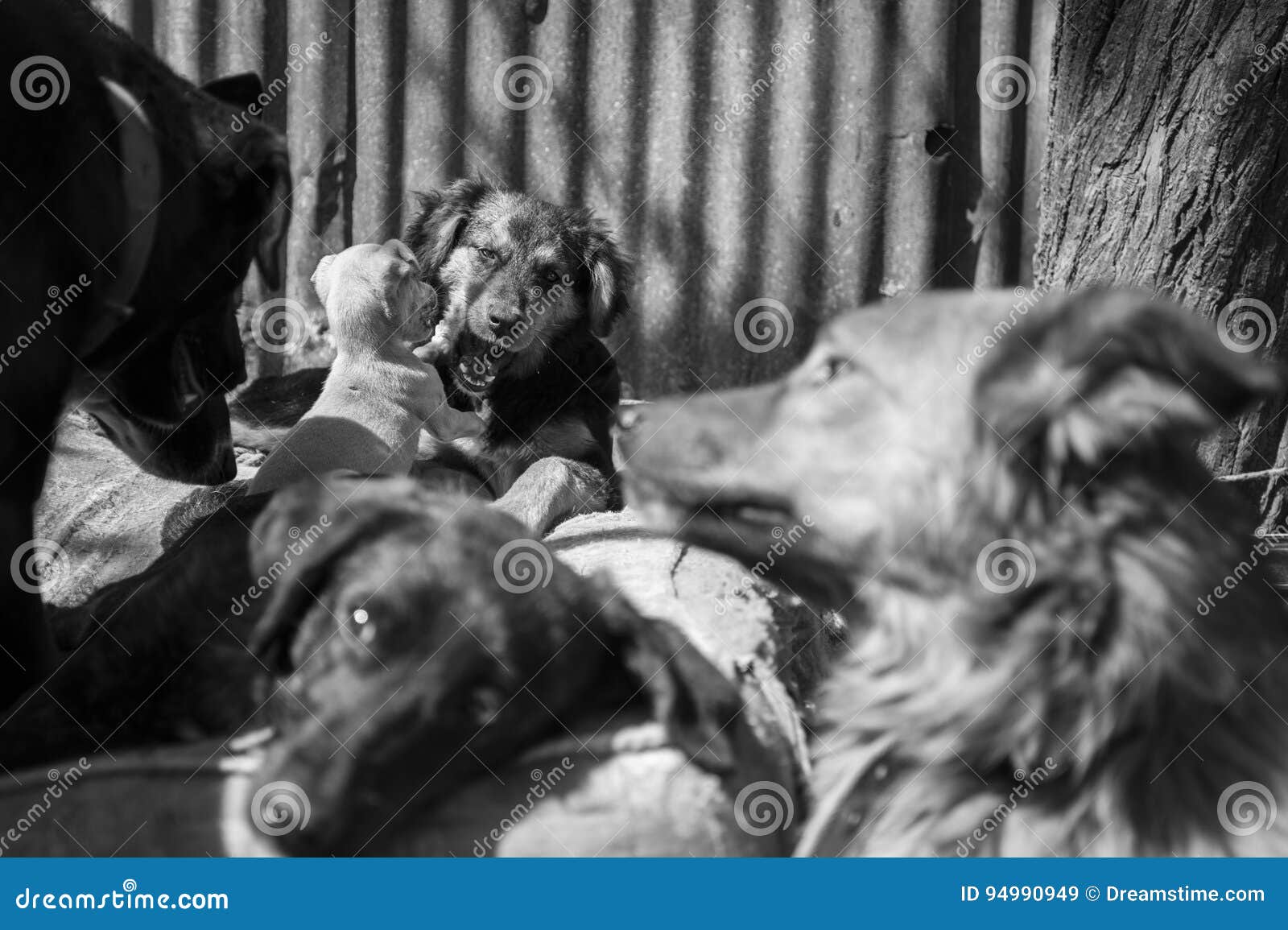 Amores Perros stock image. Image of doglover, berazategui - 94990949