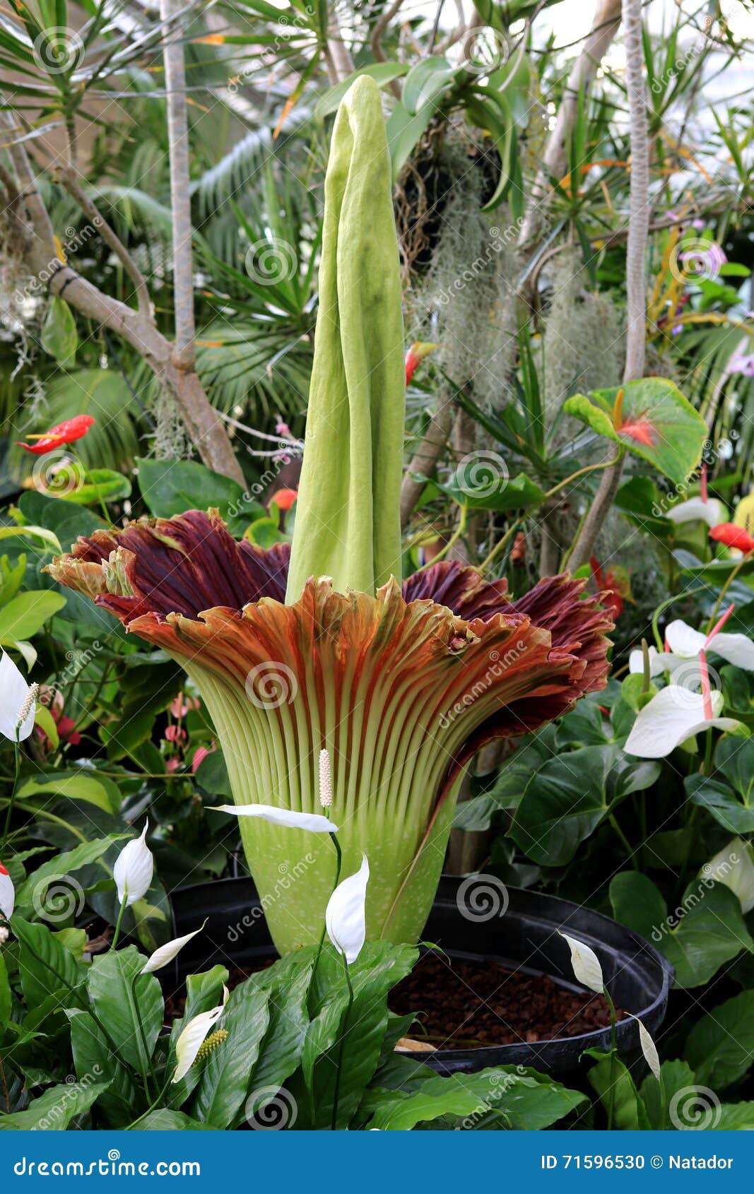 Amorphophallus Titanum Corpse Flower In Bloom Stock Photo