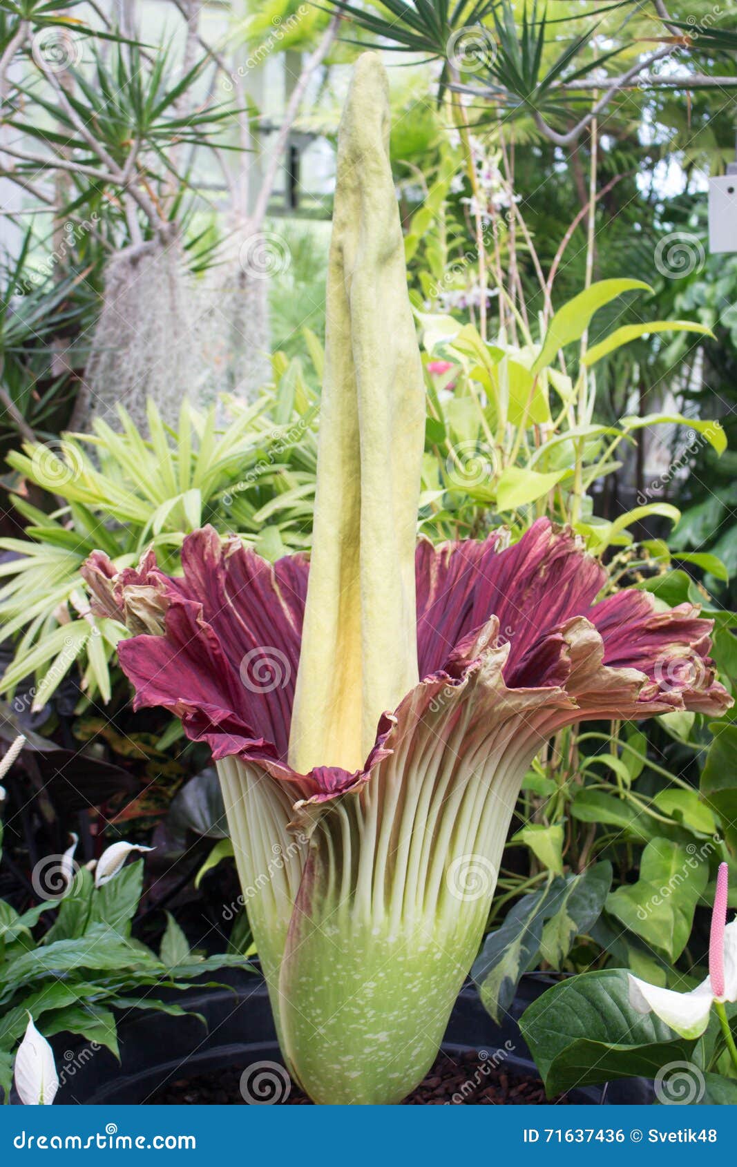 Amorphophullus Titanium ( Corpse Flower) Stock Photo - Image of rain ...