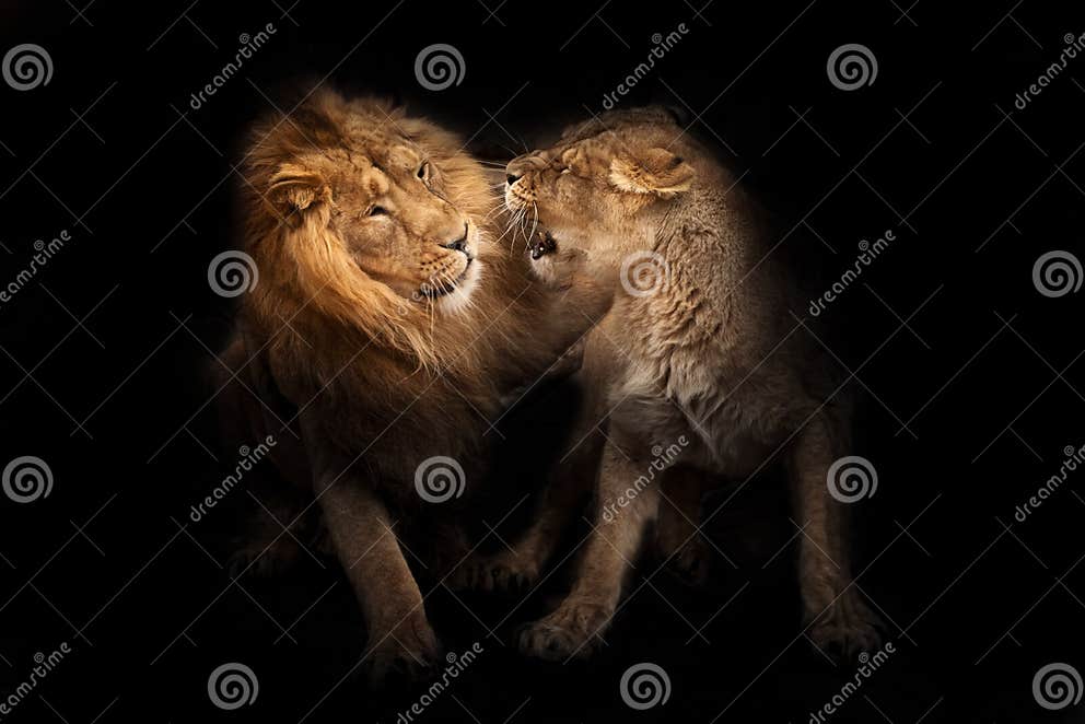 Amour Des Lions Le Lion Mâle Et La Lionne Femelle Sont En Conflit Avec Les Lioness Snarls, Un