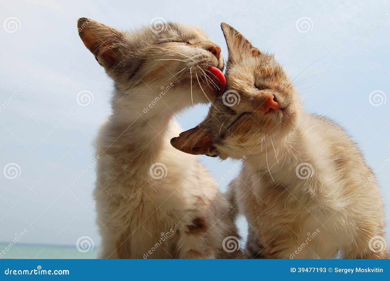 Amour Et Tendresse Des Chats Image Stock Image Du Amical Verticale