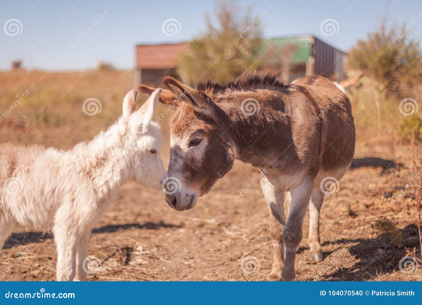 Amour Miniature D Ane Photo Stock Image Du Ane Cloche Amour Miniature D Ane Photo Stock Image Du Ane Cloche