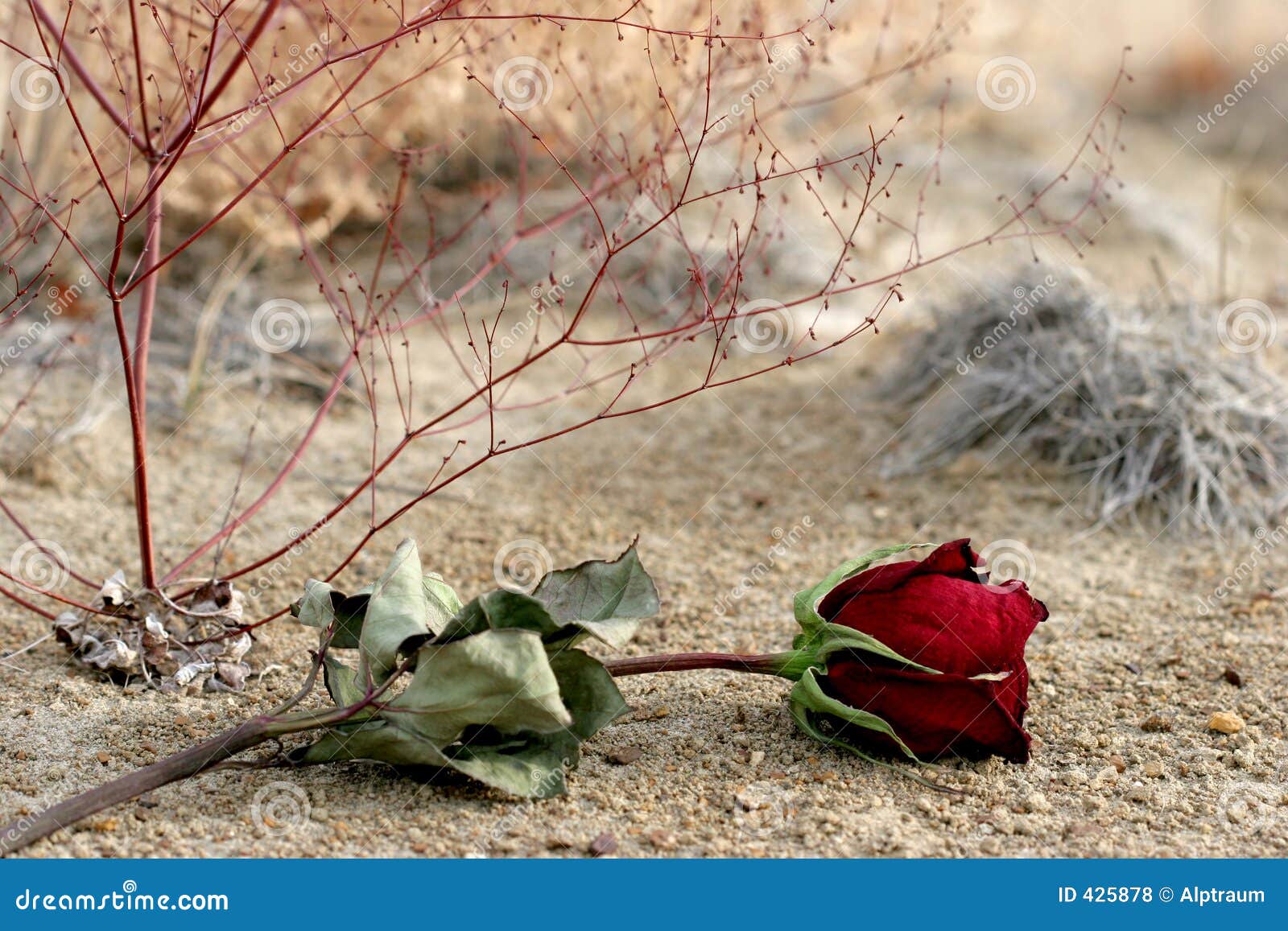 Amour Perdu Photo Stock Image Du Abandonne Lames Cœur