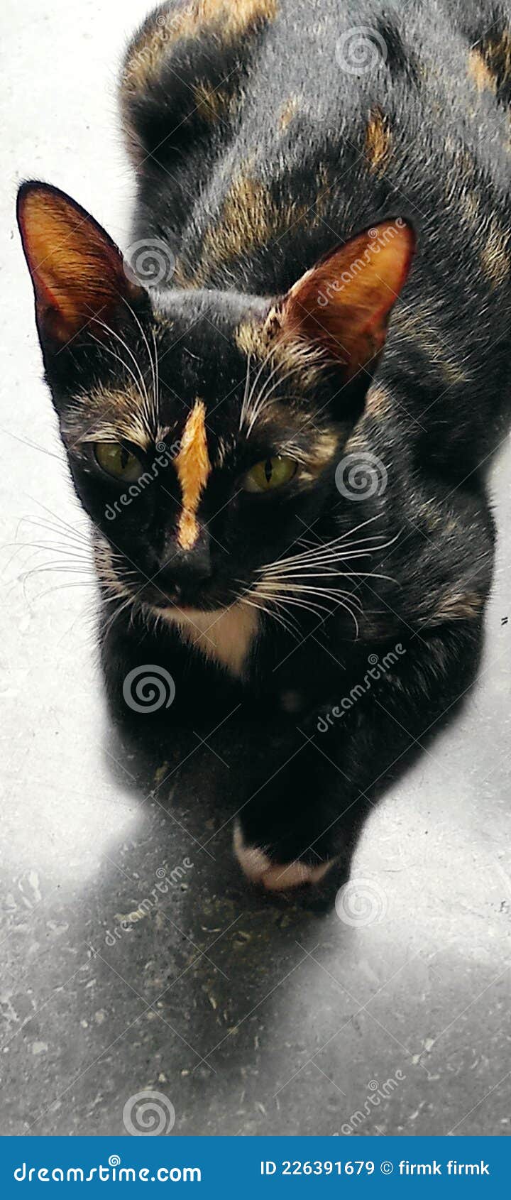 Amour Pourri Image Stock Image Du Amour Chat Carnassier