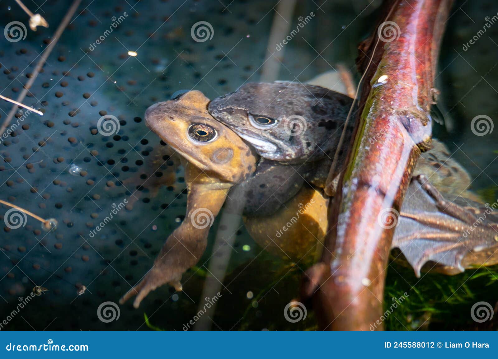 Frog pair mating in a pond stock photo. Image of lightly 245588012