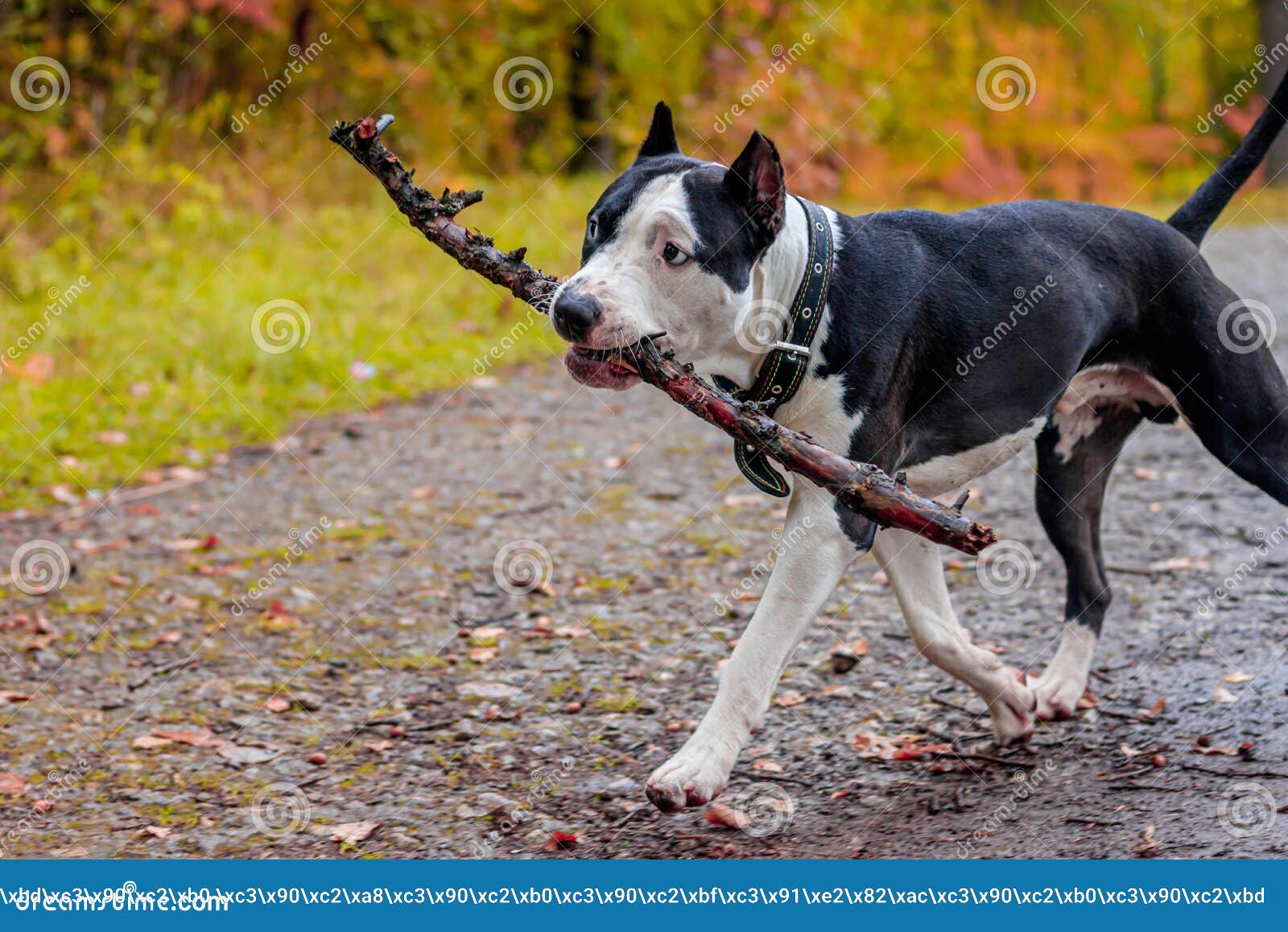 big amstaff