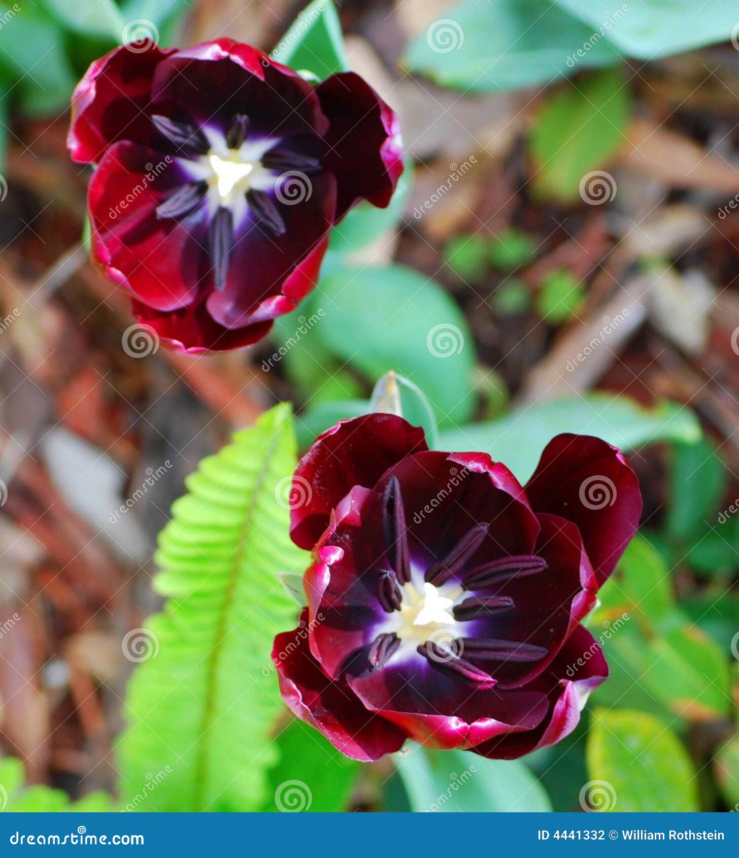 Amsterdam Black Tulip stock photo. Image of plant, rare 4441332