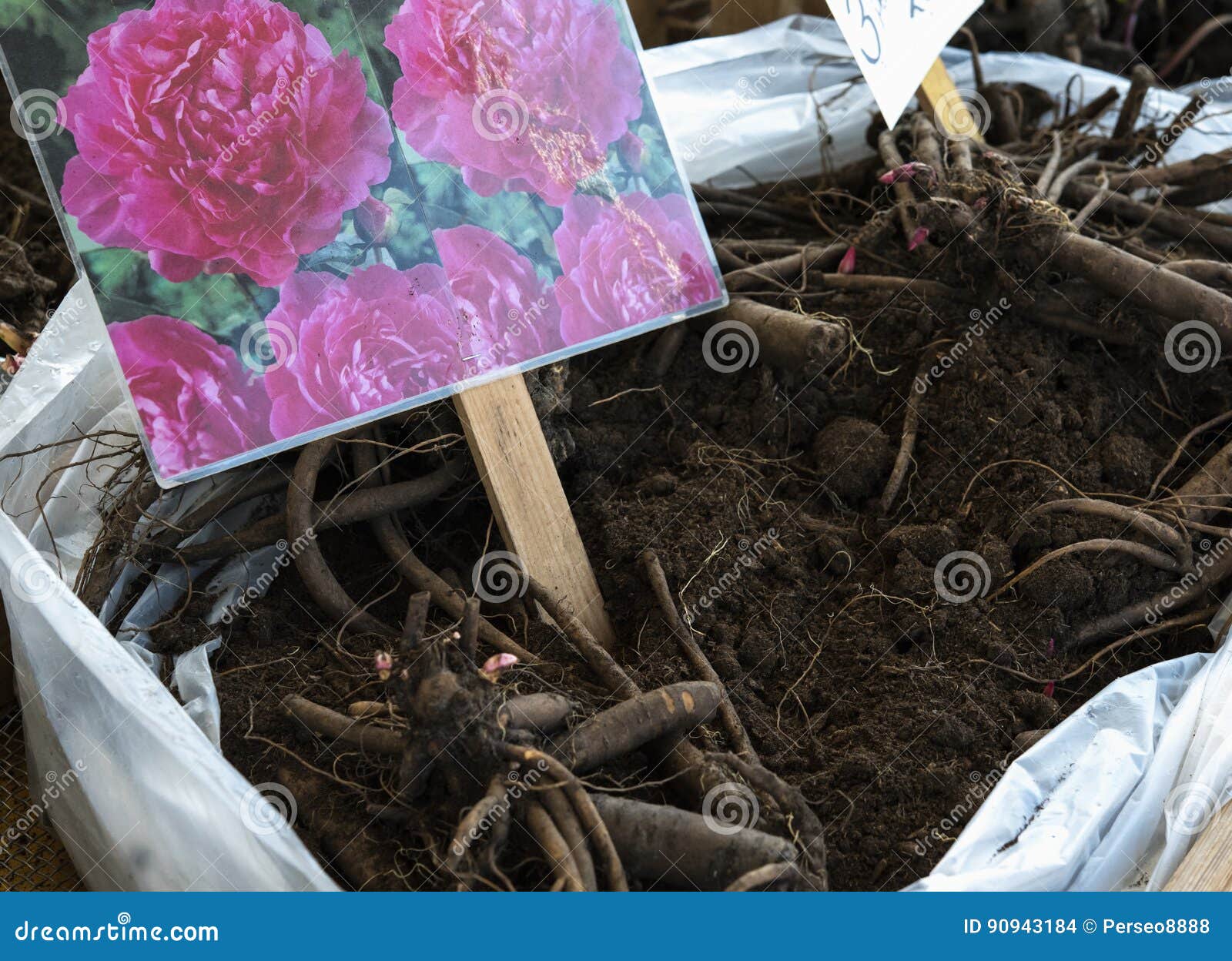 1,329 Bulbs Amsterdam Stock Photos Free & RoyaltyFree Stock Photos