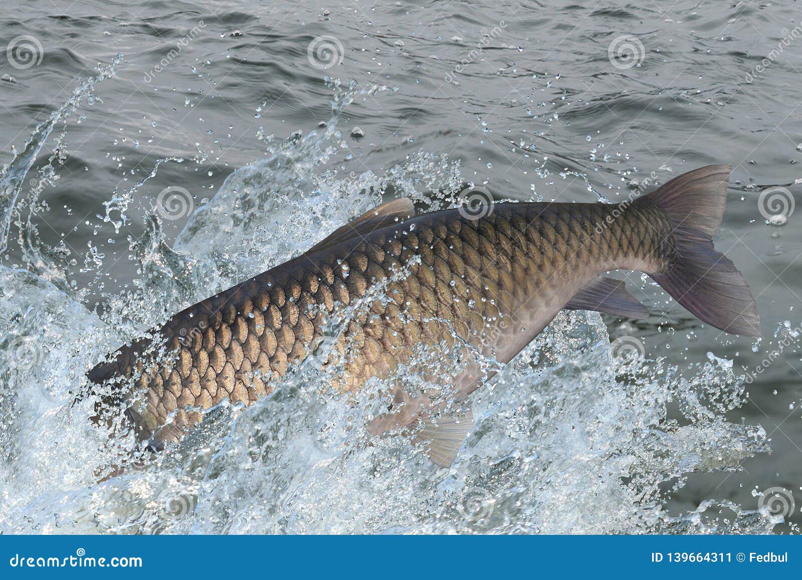 Amur or Grass Carp Fish Jumping with Splashing in Water Stock Image Image of lake, diving
