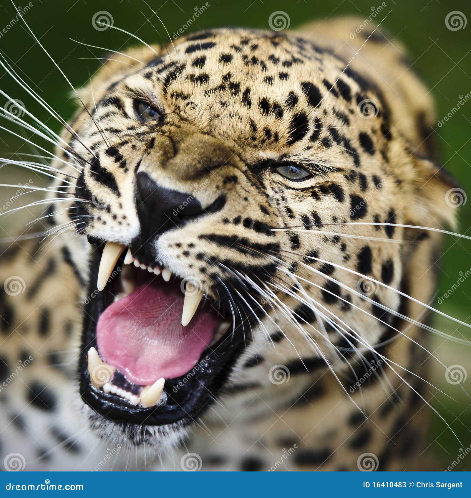 amur leopard