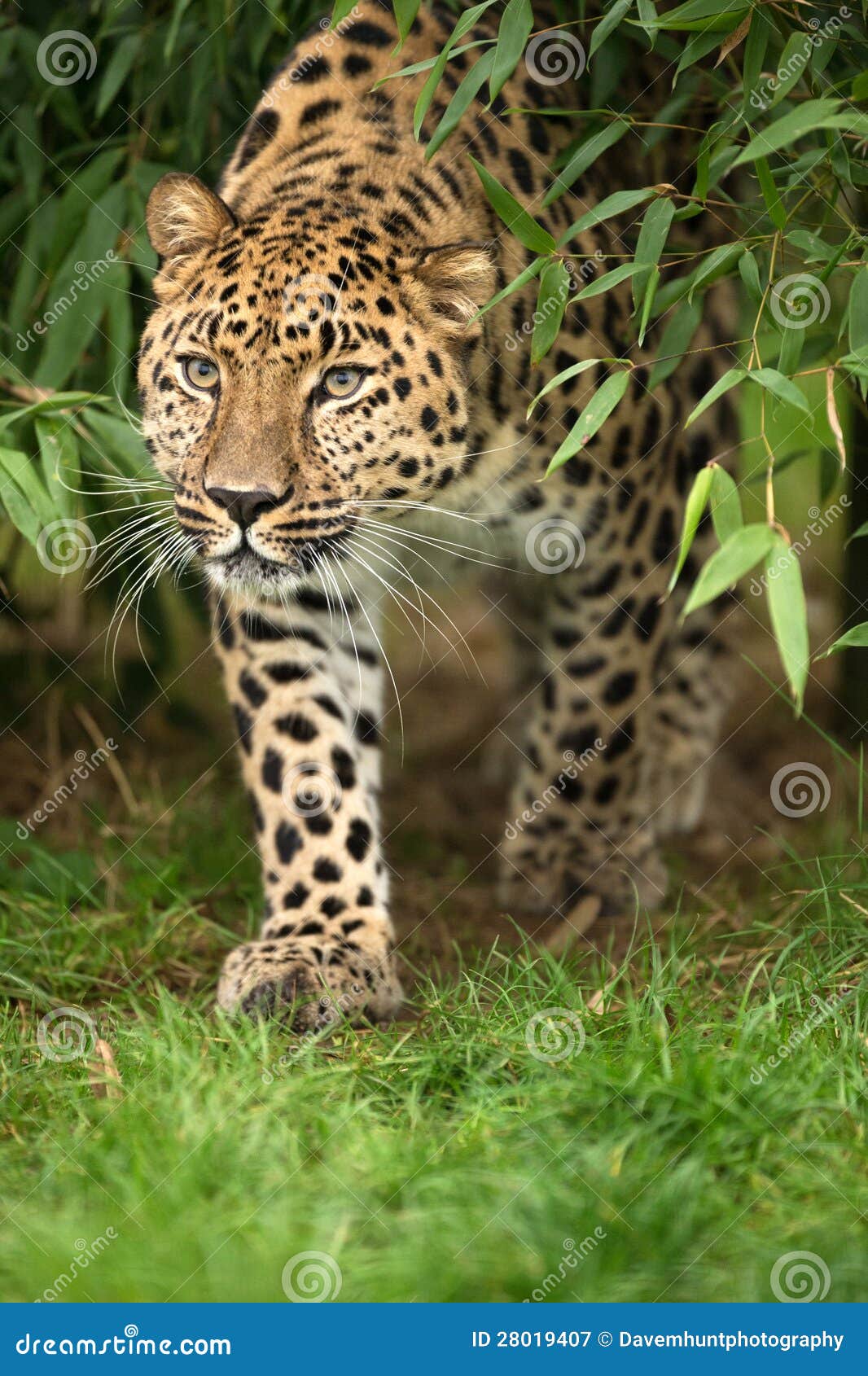 amur leopard