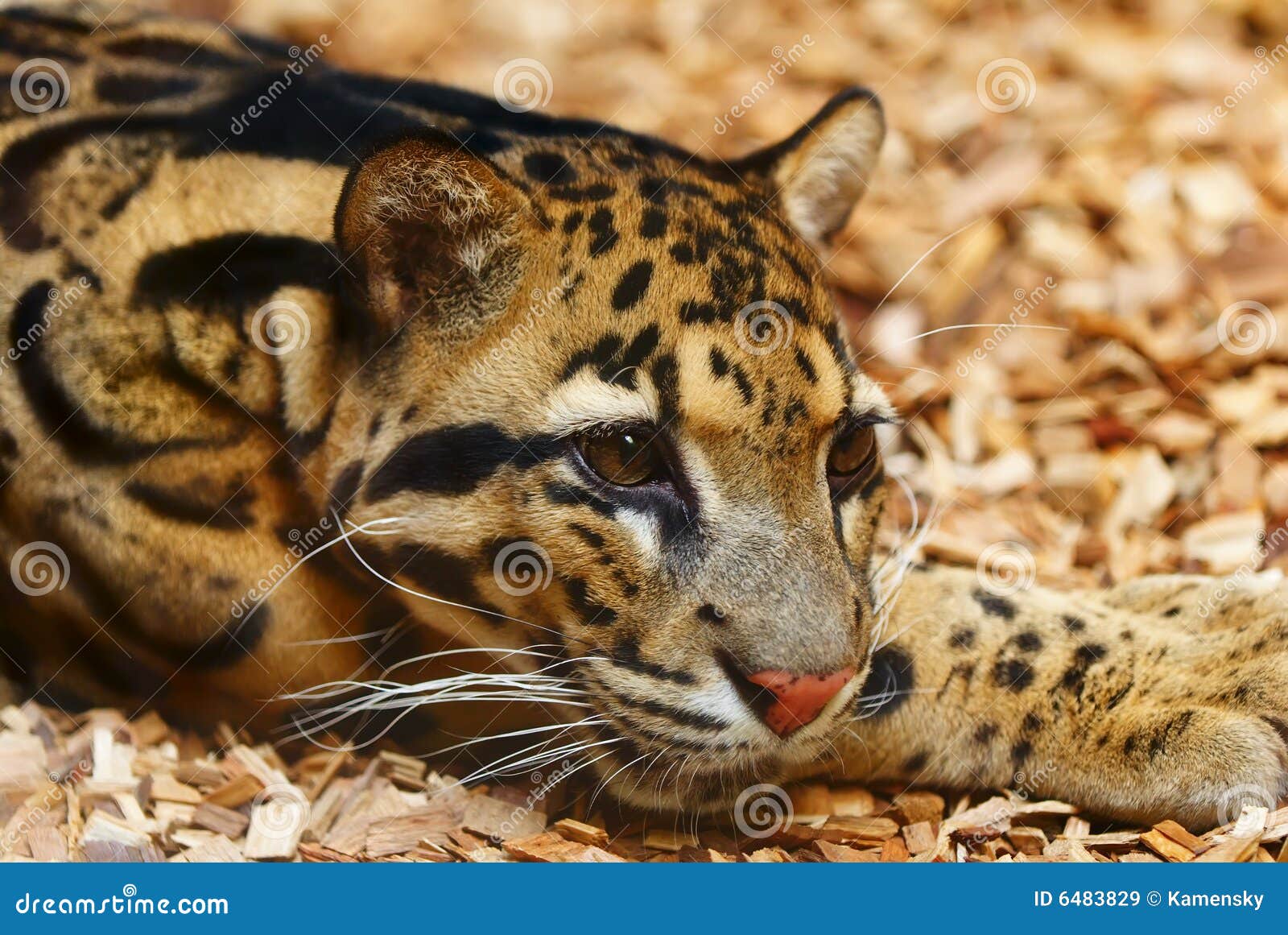 amur leopard