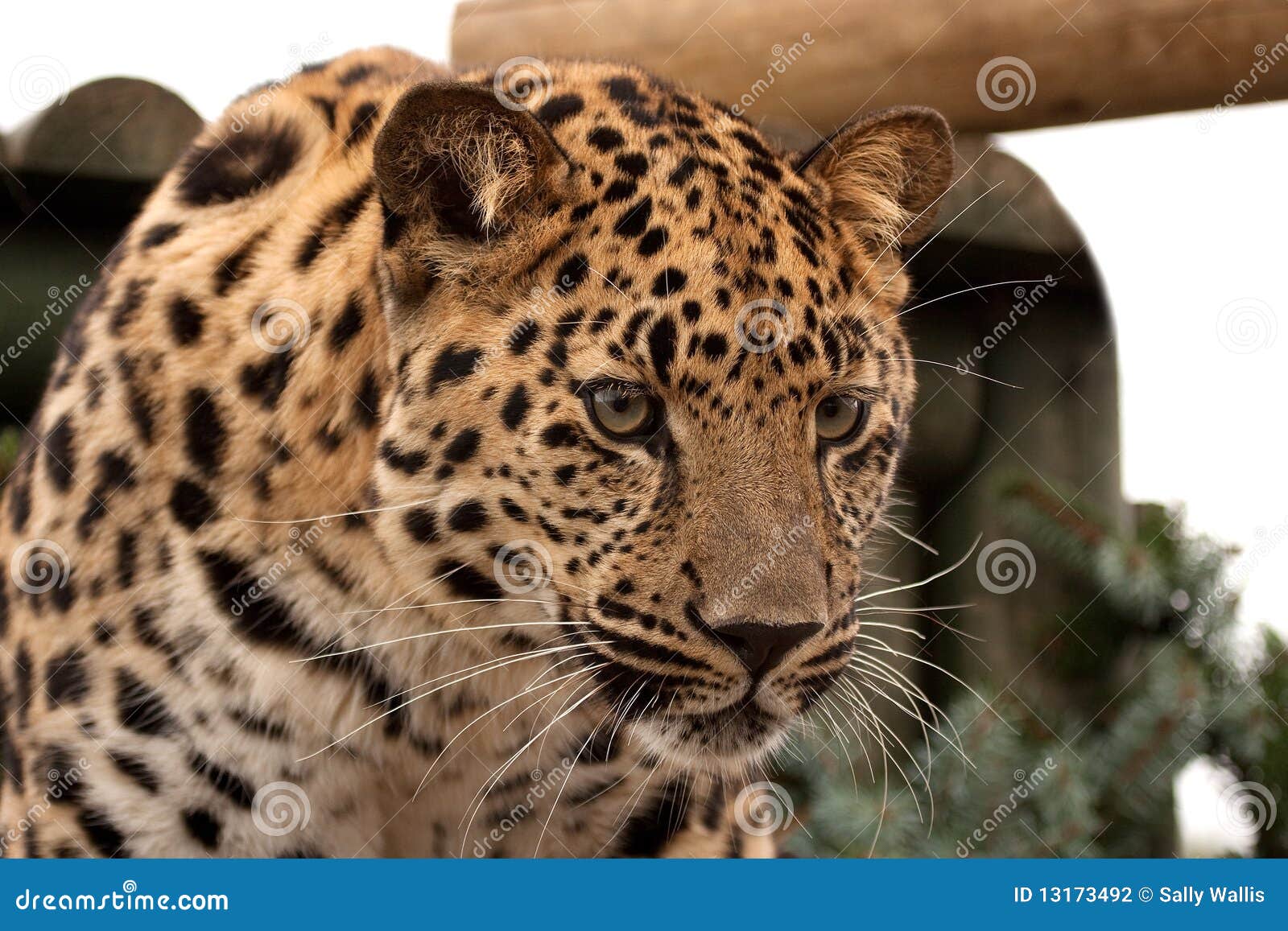 amur leopard gazing intently