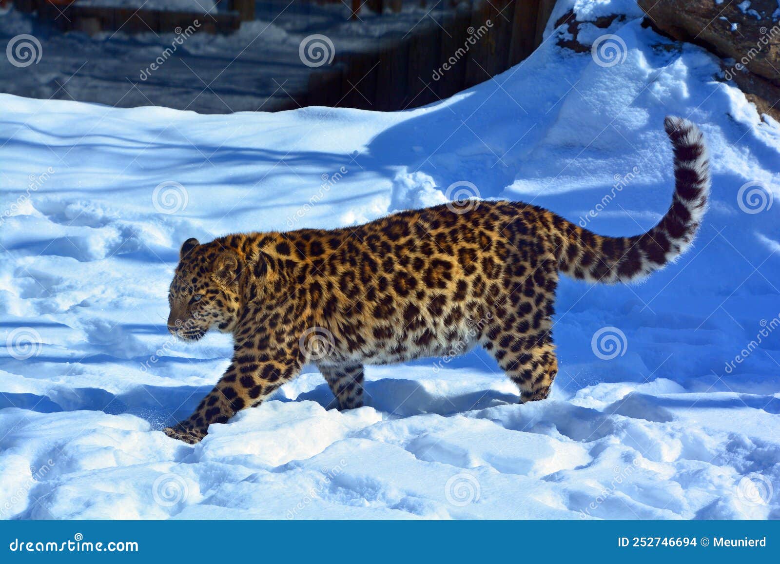 amur leopard is a leopard subspecies