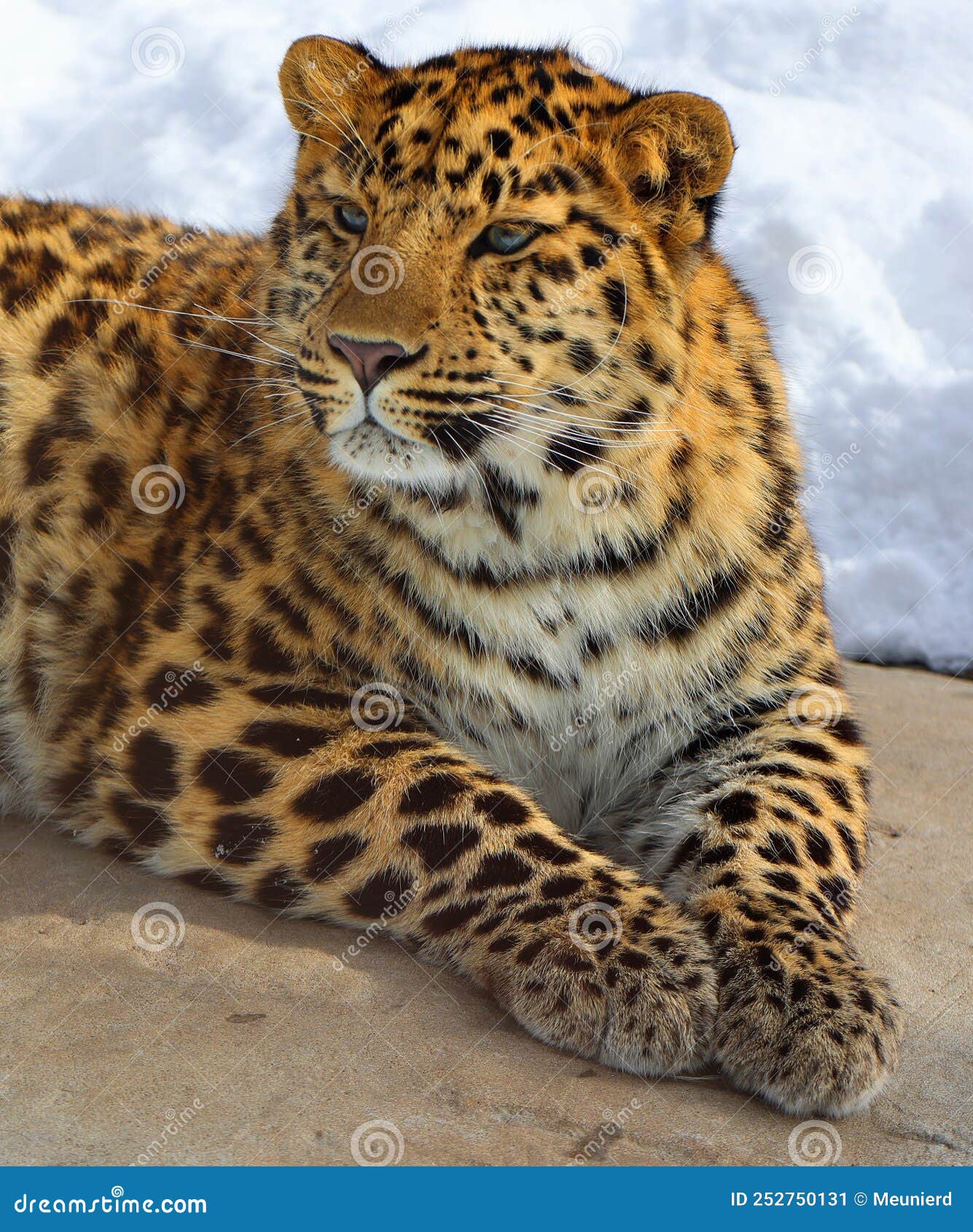 amur leopard is a leopard subspecies