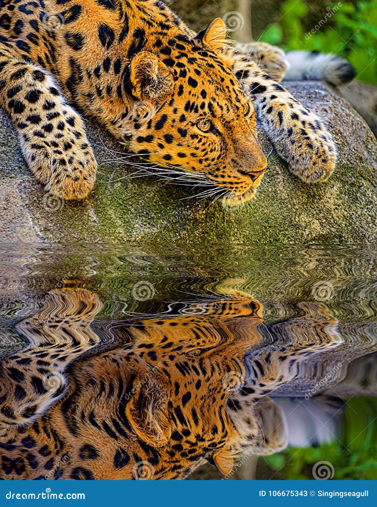64,504 Animal Spots Stock Photos - Free & Royalty-Free Stock Photos from Dreamstime 64,504 Animal Spots Stock Photos - Free & Royalty-Free Stock Photos from Dreamstime