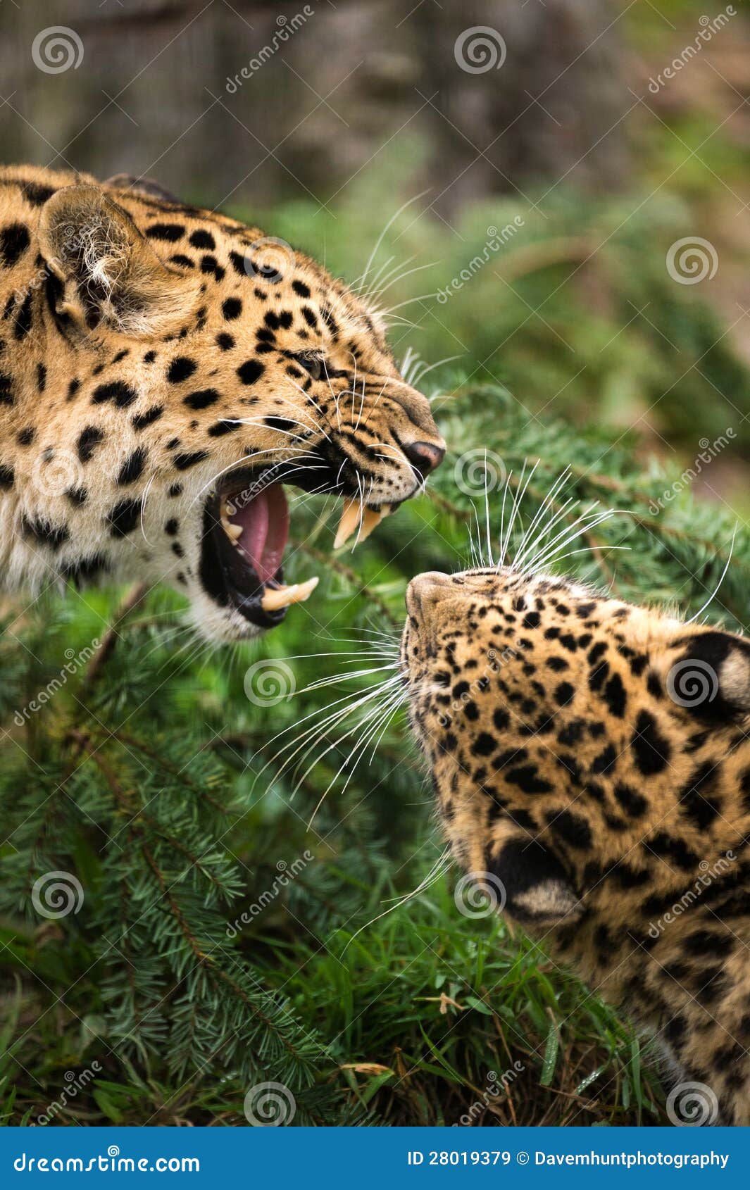 amur leopard snarl