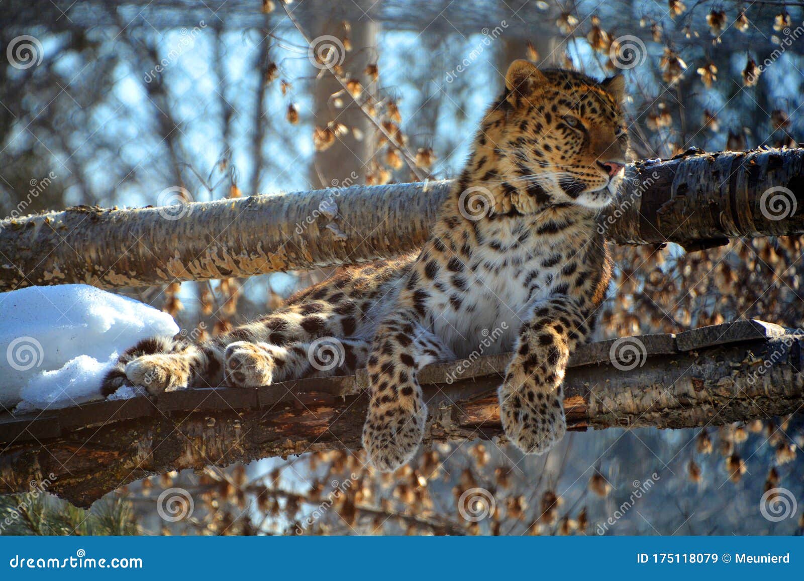amur leopard is a leopard subspecies native to the primorye region