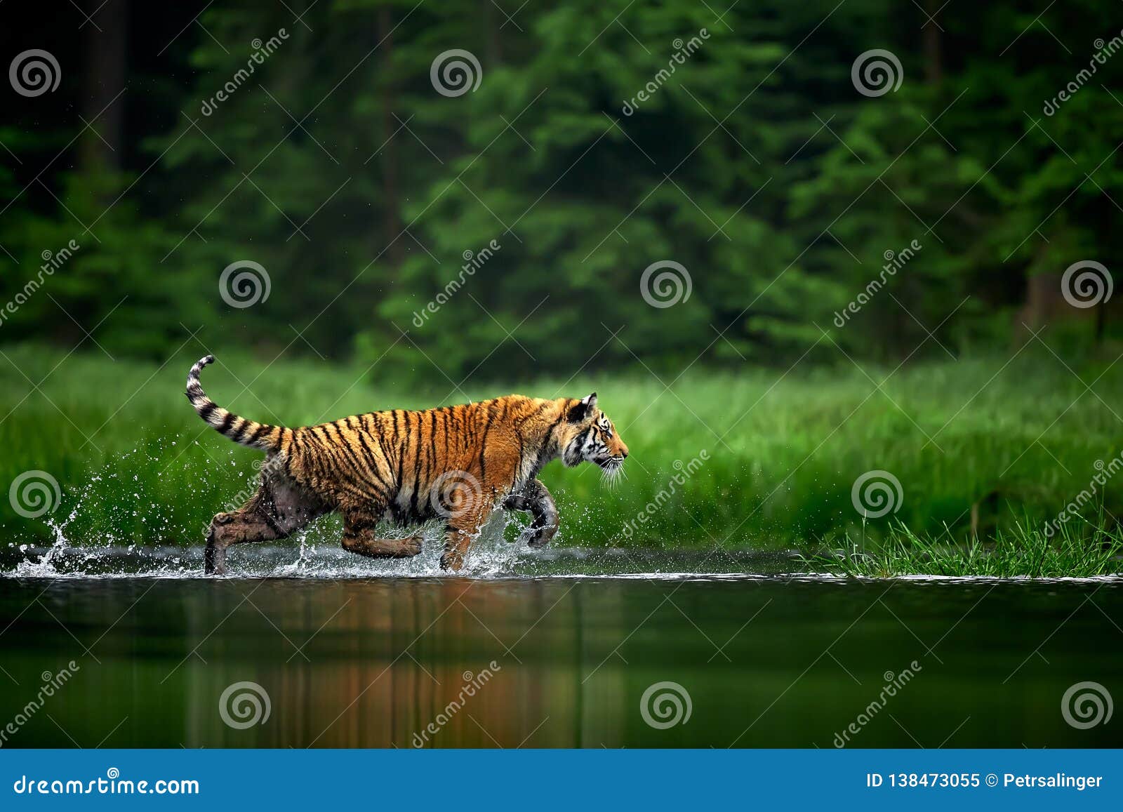 amur tige in the river. siberian tiger, panthera tigris altaica