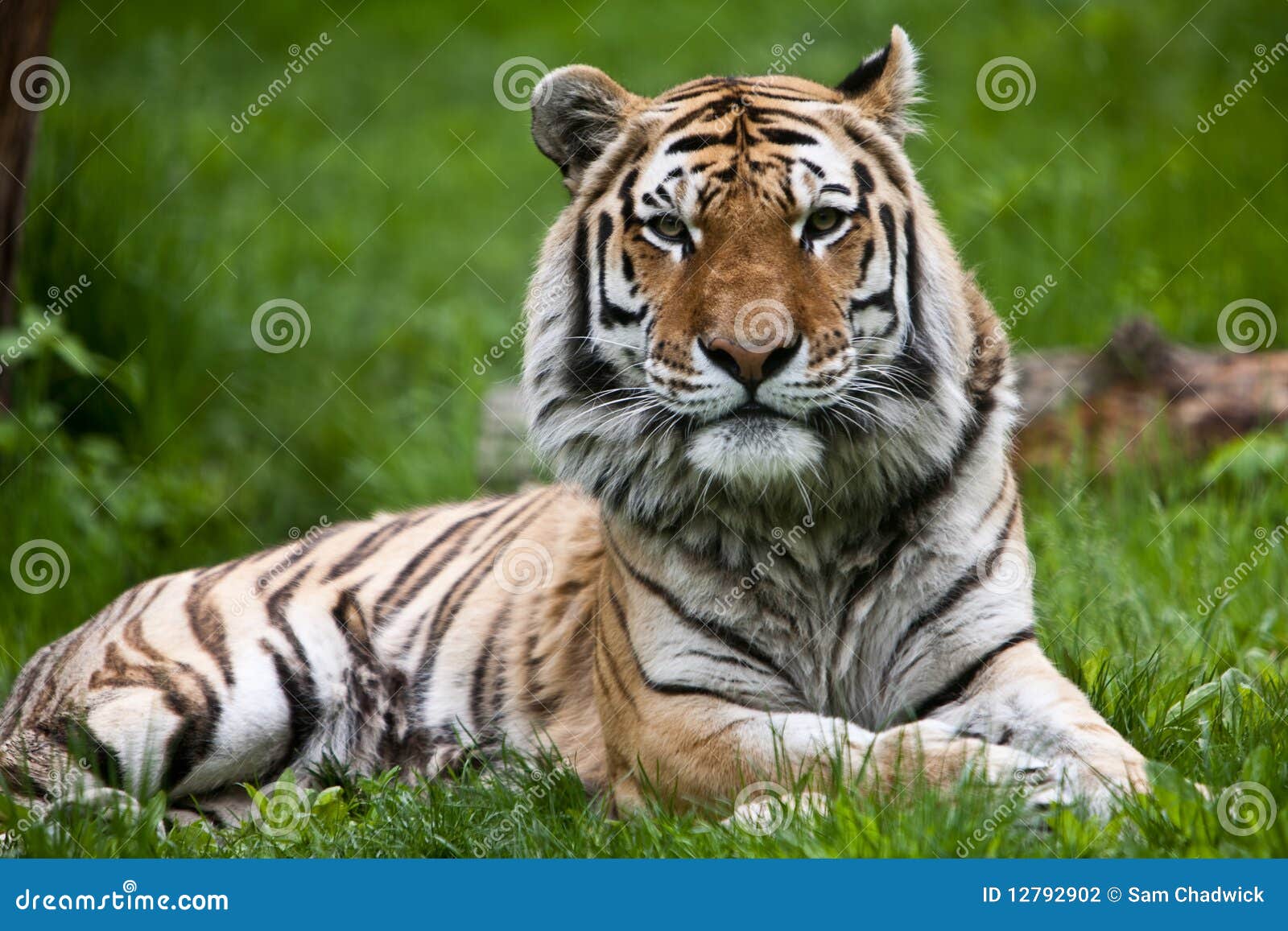 amur tiger