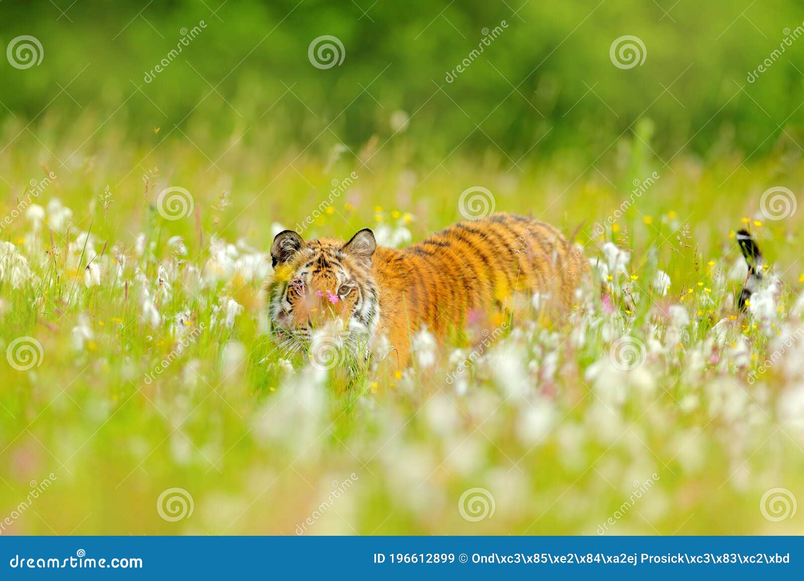 Amur Tiger Hunting in Green White Cotton Grass. Dangerous Animal