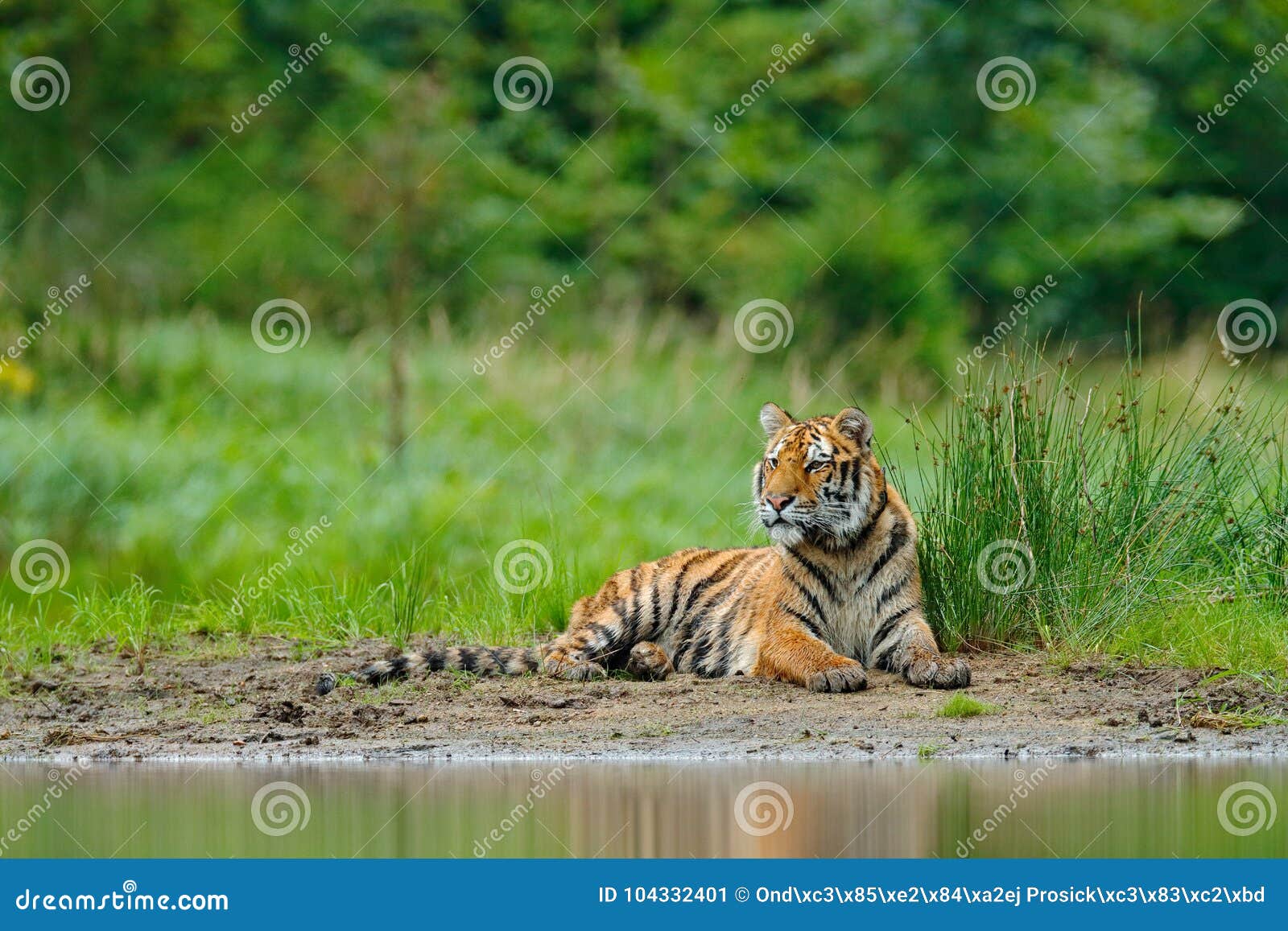 amur tiger lying near lake water. danger animal, tajga, russia. animal in green forest stream. grey stone, river droplet. siberian
