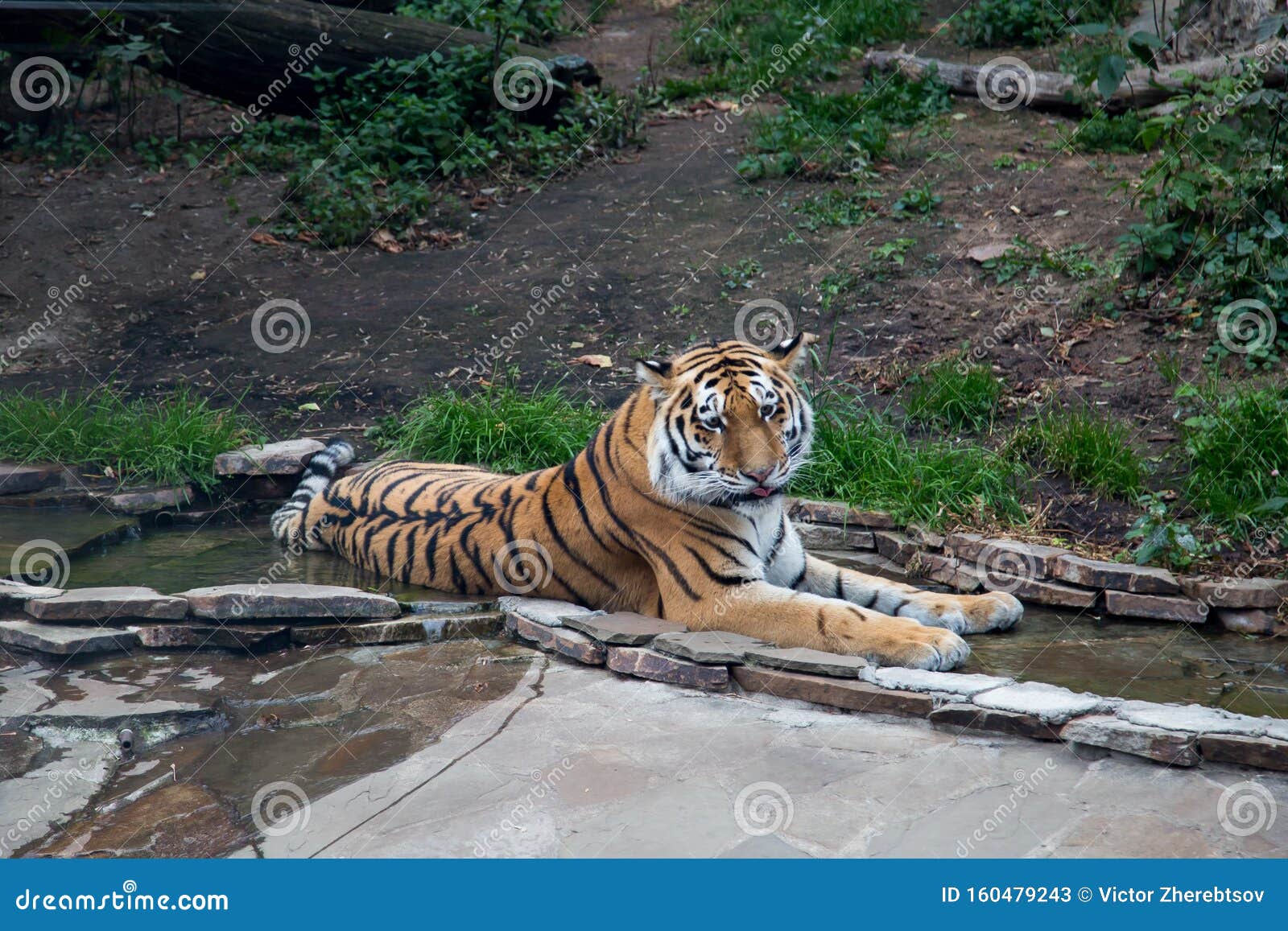 amur tiger, pantheran tigris atlaica, lying in the creek resting on the background of greenery and trees. wildlife, mammals