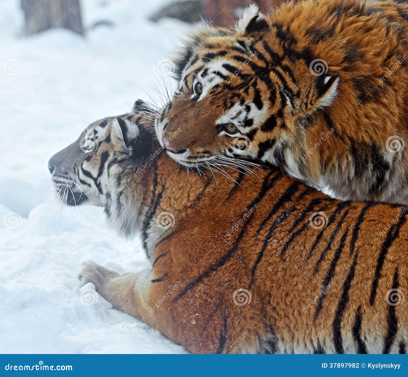 Portrait of the Amur Tiger in winter