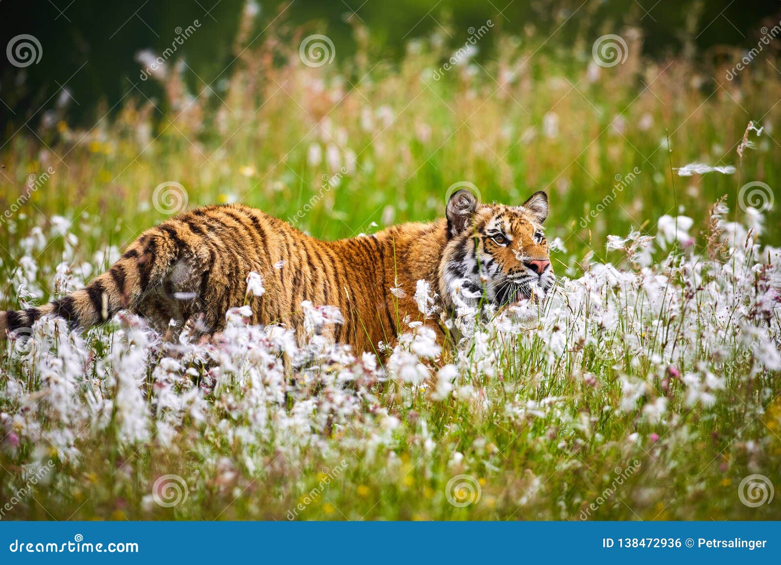 the siberian tiger panthera tigris tigris, or amur tiger panthera tigris altaica in the grassland.