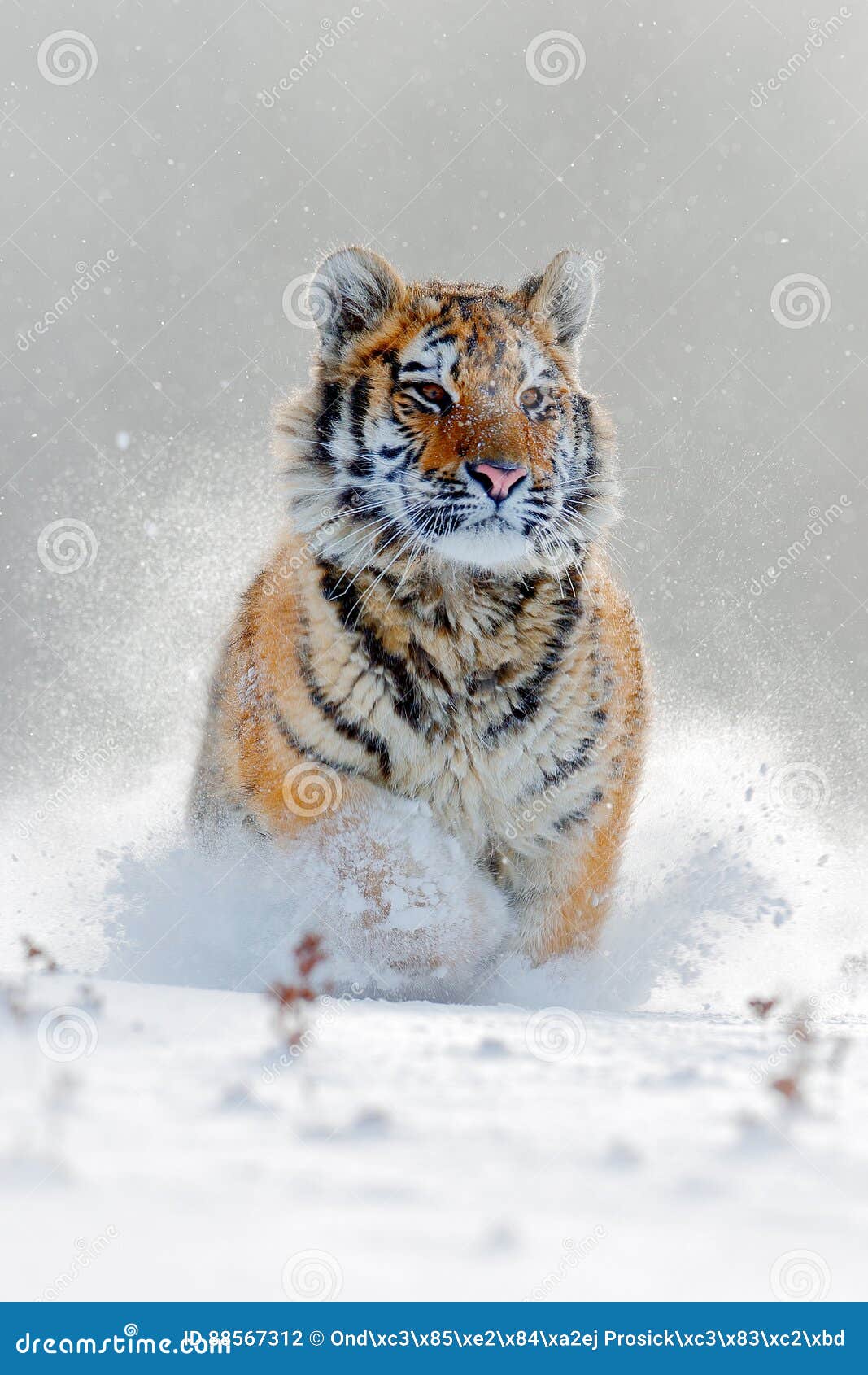 amur tiger running in the snow. action wildlife scene with danger animal. cold winter in tajga, russia. snowflake with beautiful s