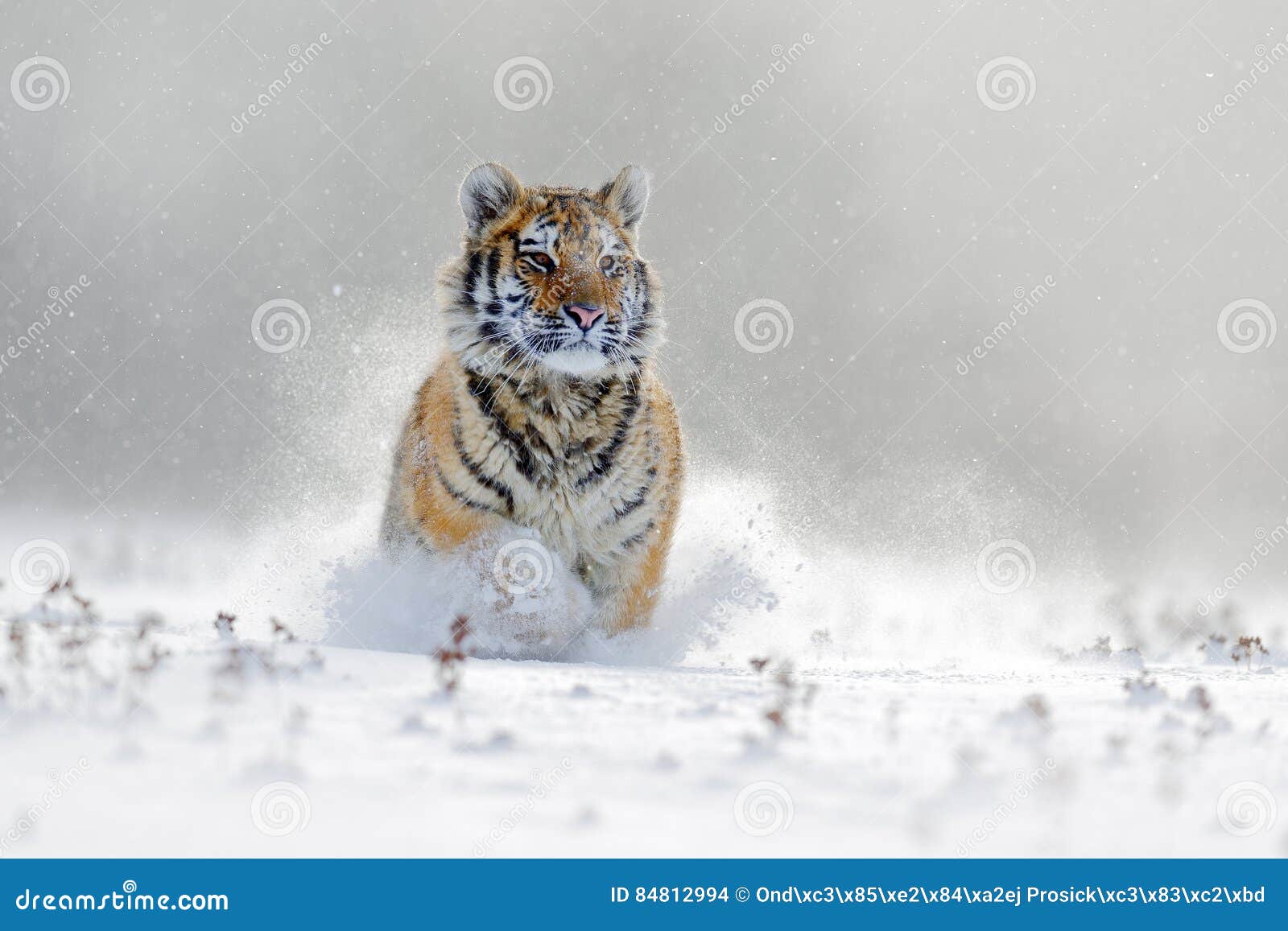 amur tiger running in the snow. tiger in wild winter nature. action wildlife scene with danger animal. cold winter in tajga, russi