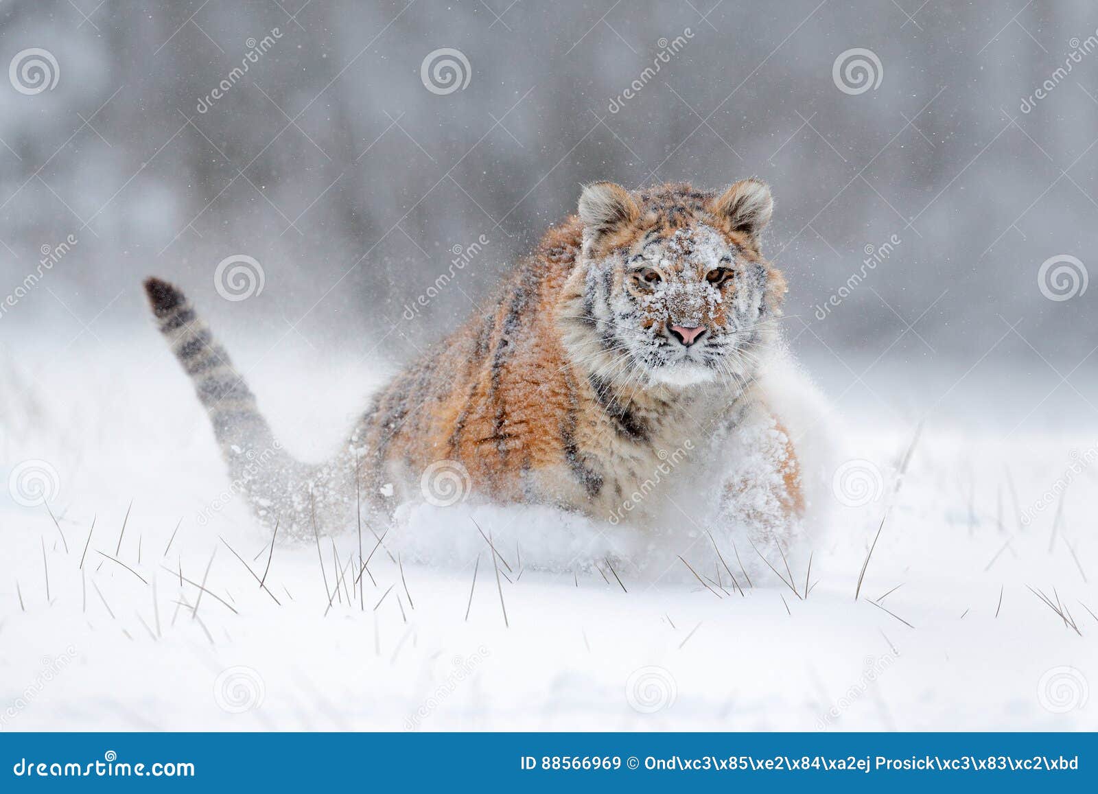 amur tiger running in the snow. tiger in wild winter nature. action wildlife scene with danger animal. cold winter in tajga, russi