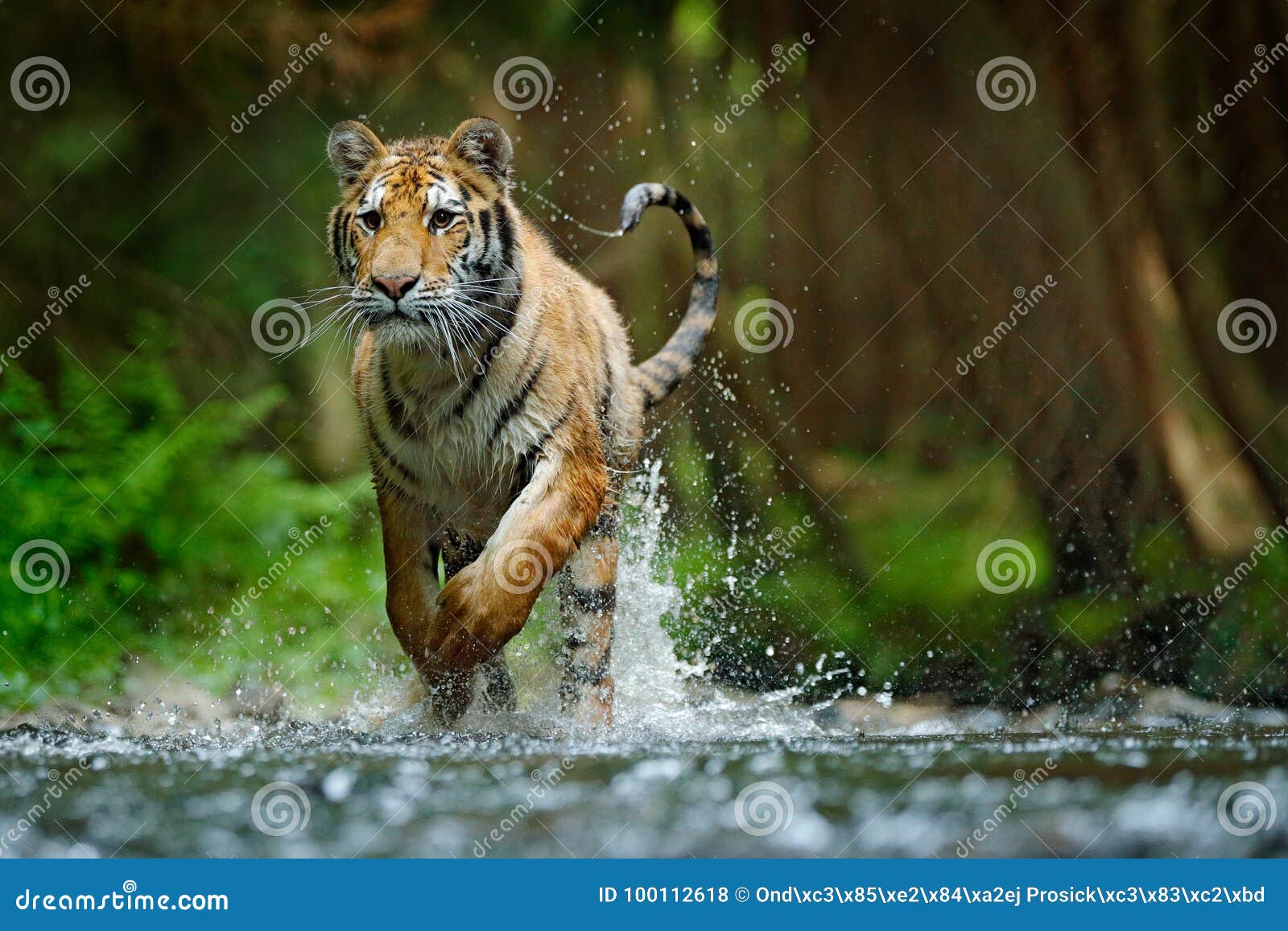 amur tiger running in water. danger animal, tajga, russia. animal in forest stream. grey stone, river droplet. siberian tiger spla