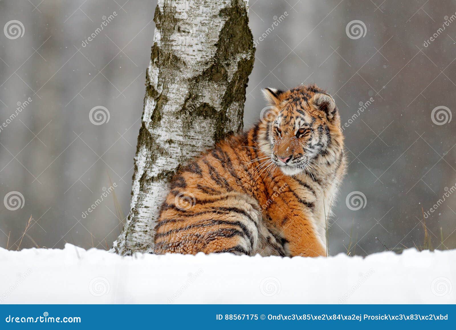 amur tiger sitting in snow. tiger in wild winter nature. action wildlife scene with danger animal. cold winter in tajga. snowflake