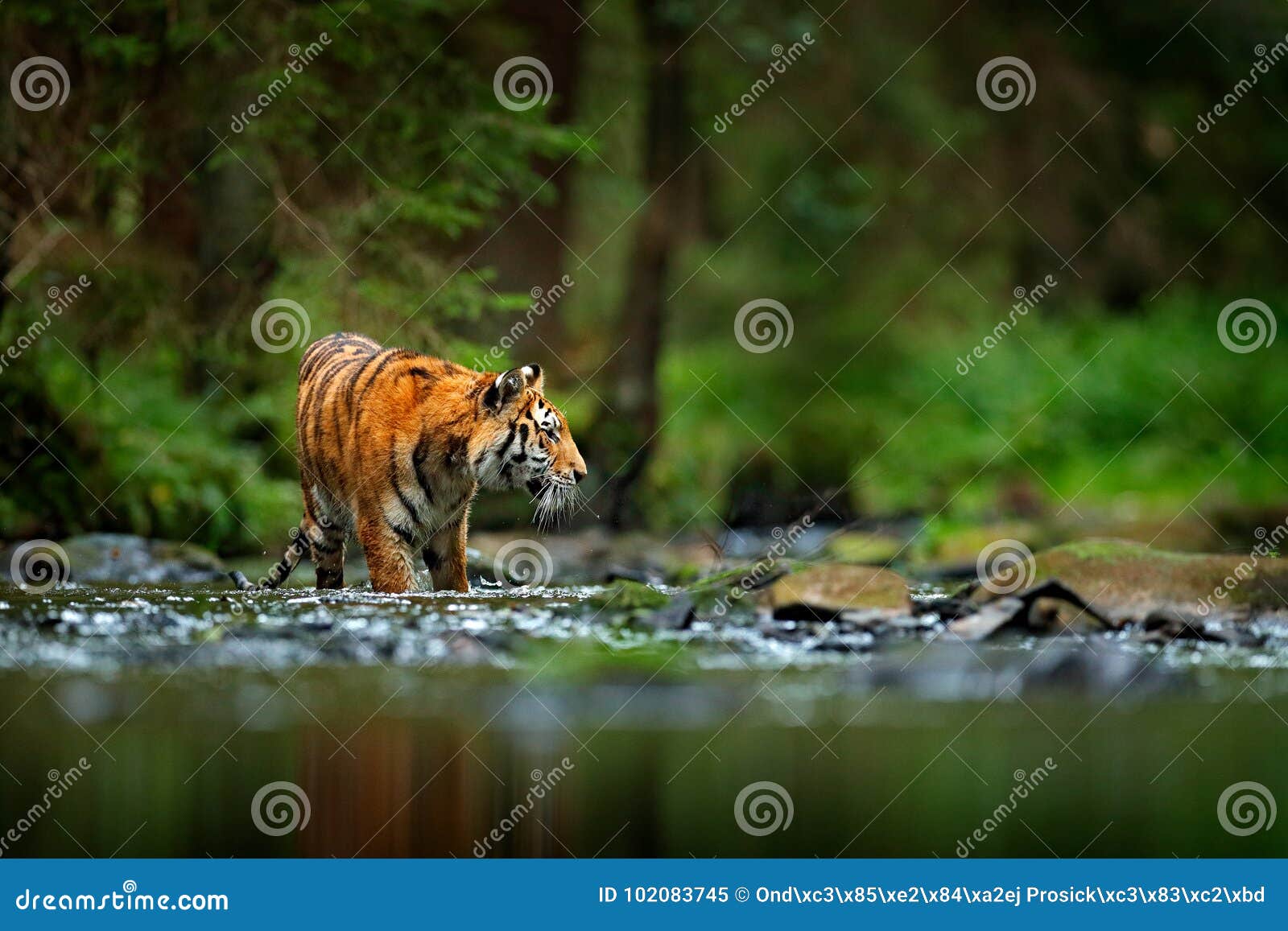 amur tiger walking in river water. danger animal, tajga, russia. animal in green forest stream. grey stone, river droplet. siberia