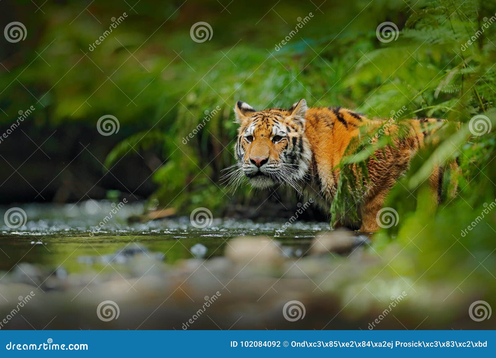 amur tiger walking in river water. danger animal, tajga, russia. animal in green forest stream. grey stone, river droplet. siberia