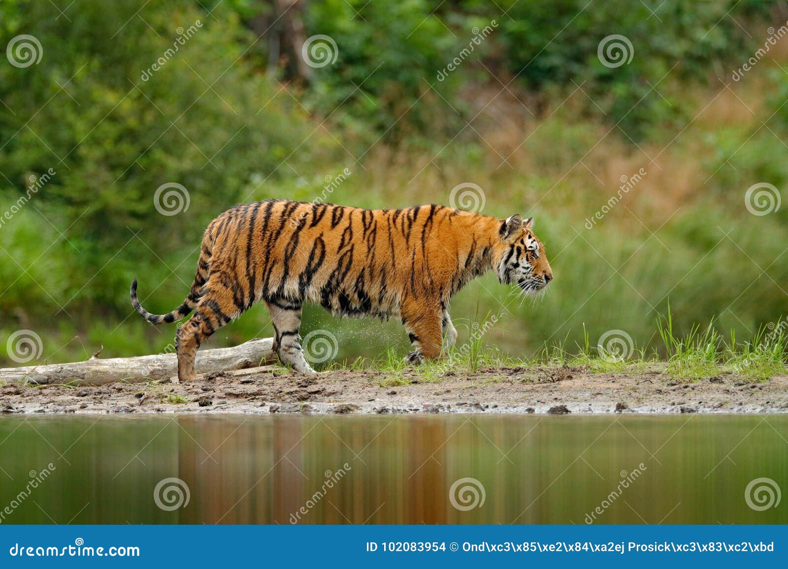 amur tiger walking in river water. danger animal, tajga, russia. animal in green forest stream. grey stone, river droplet. siberia