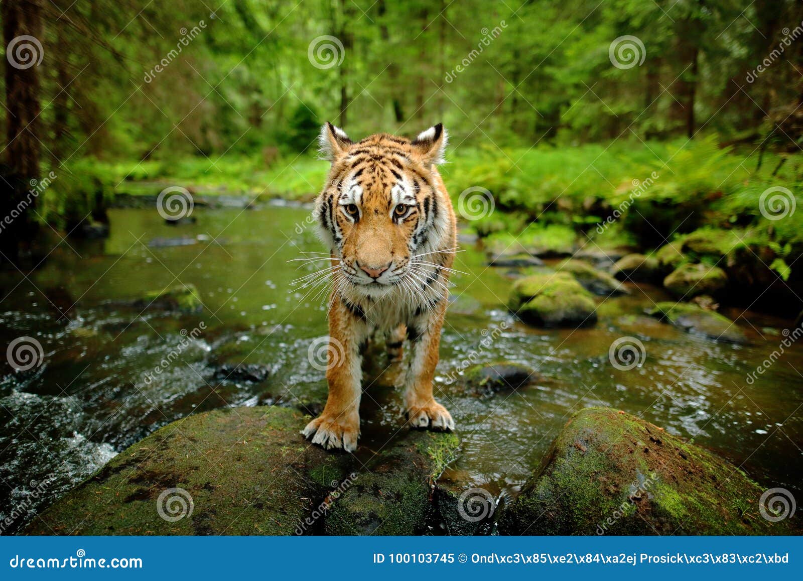 amur tiger walking in stone river water. danger animal, tajga, russia. siberian tiger, wide lens angle view of wild animal. big ca