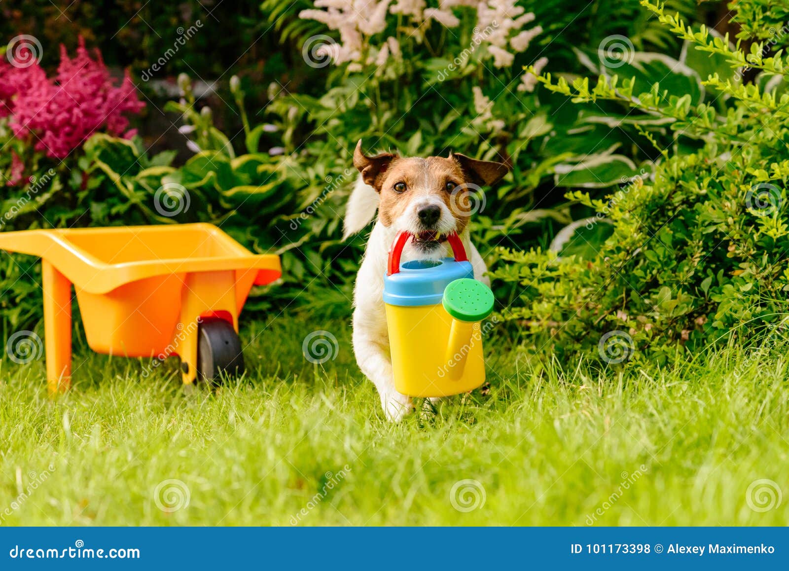 2,833 Dog Cart Stock Photos - Free & Royalty-Free Stock Photos from  Dreamstime