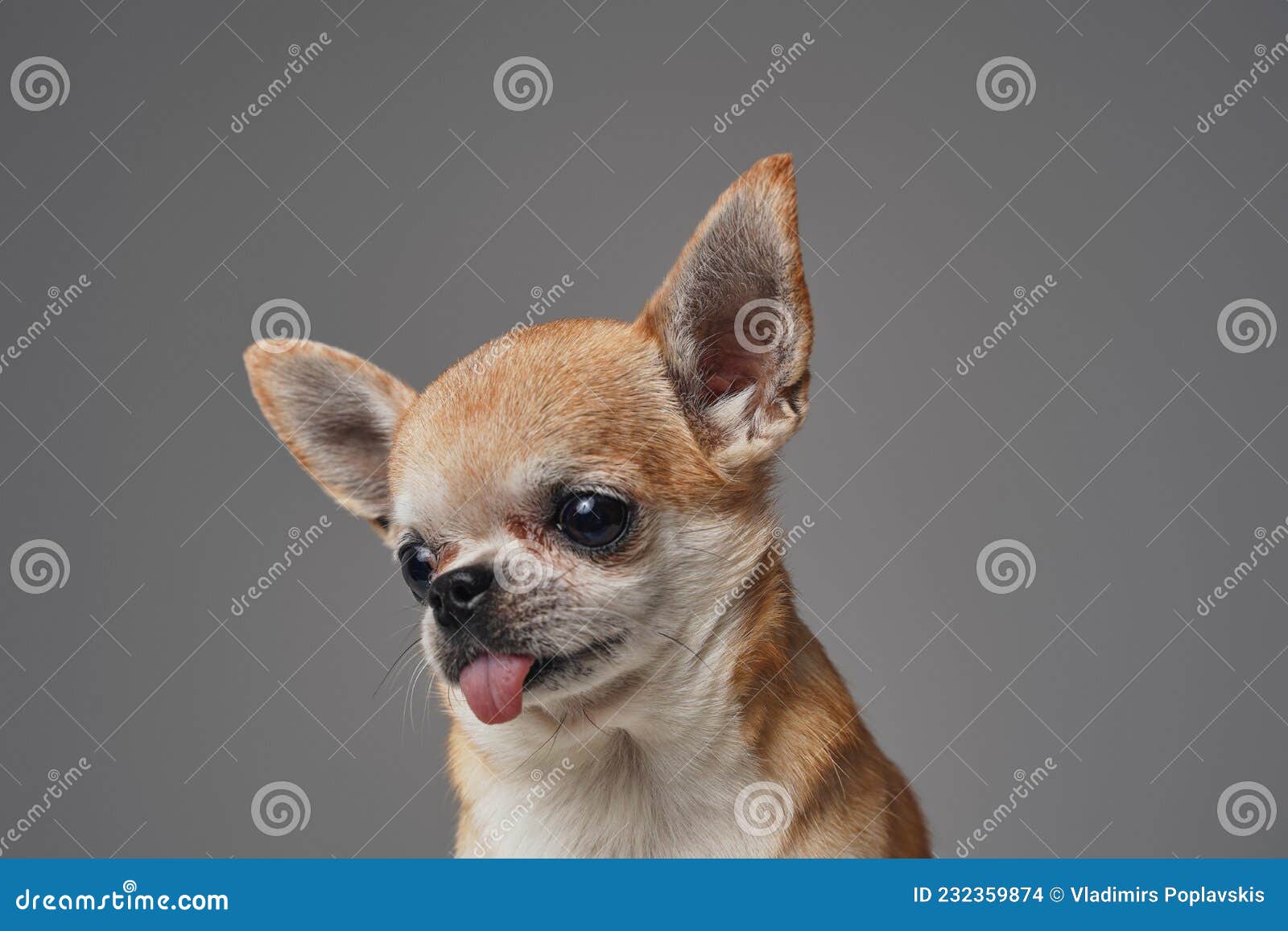 Amusing Petite Dog Chihuahua Breed Against Gray Background Stock Photo -  Image of animal, little: 232359874