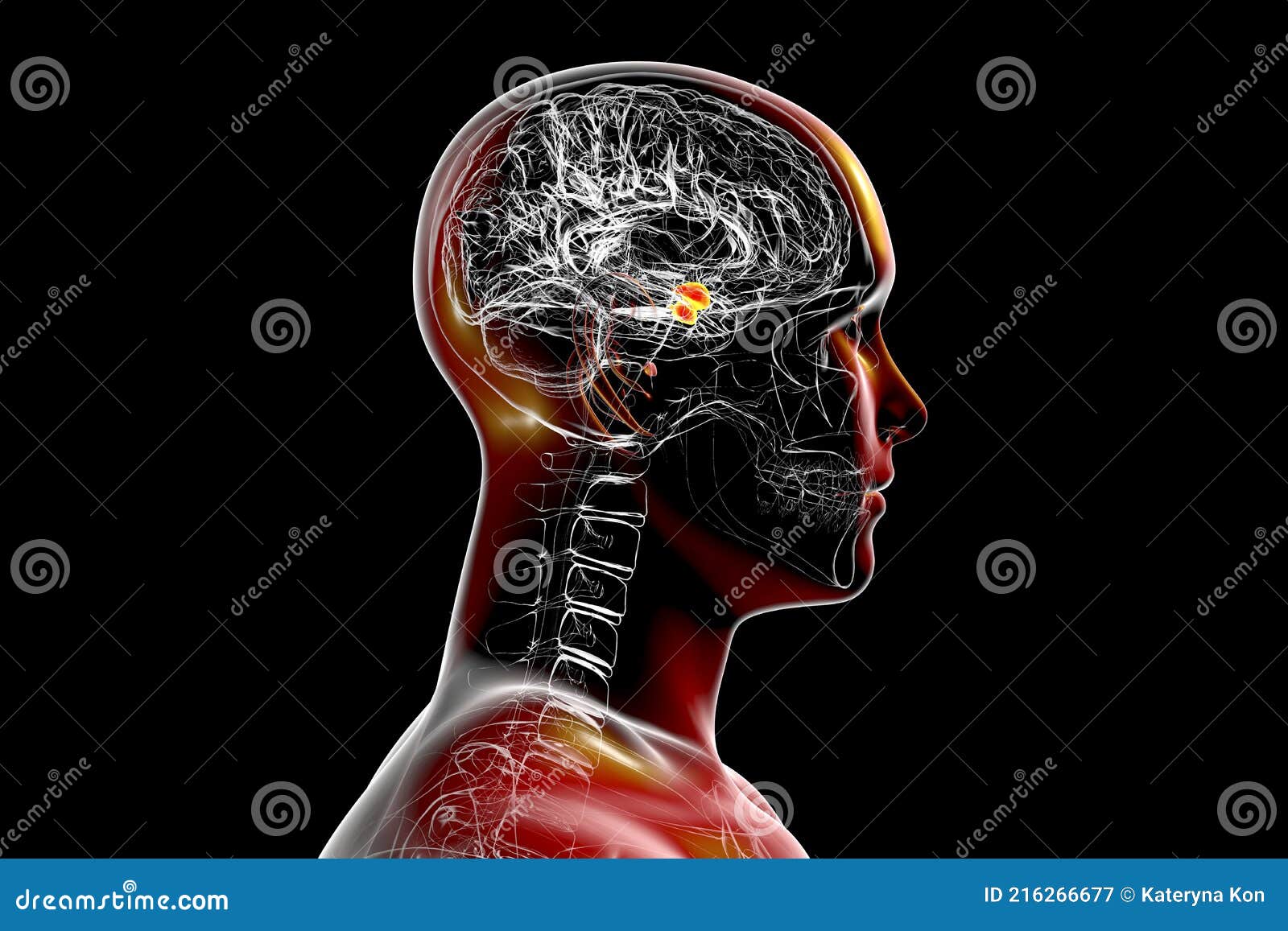 amygdala, also known as corpus amygdaloideum, in the brain