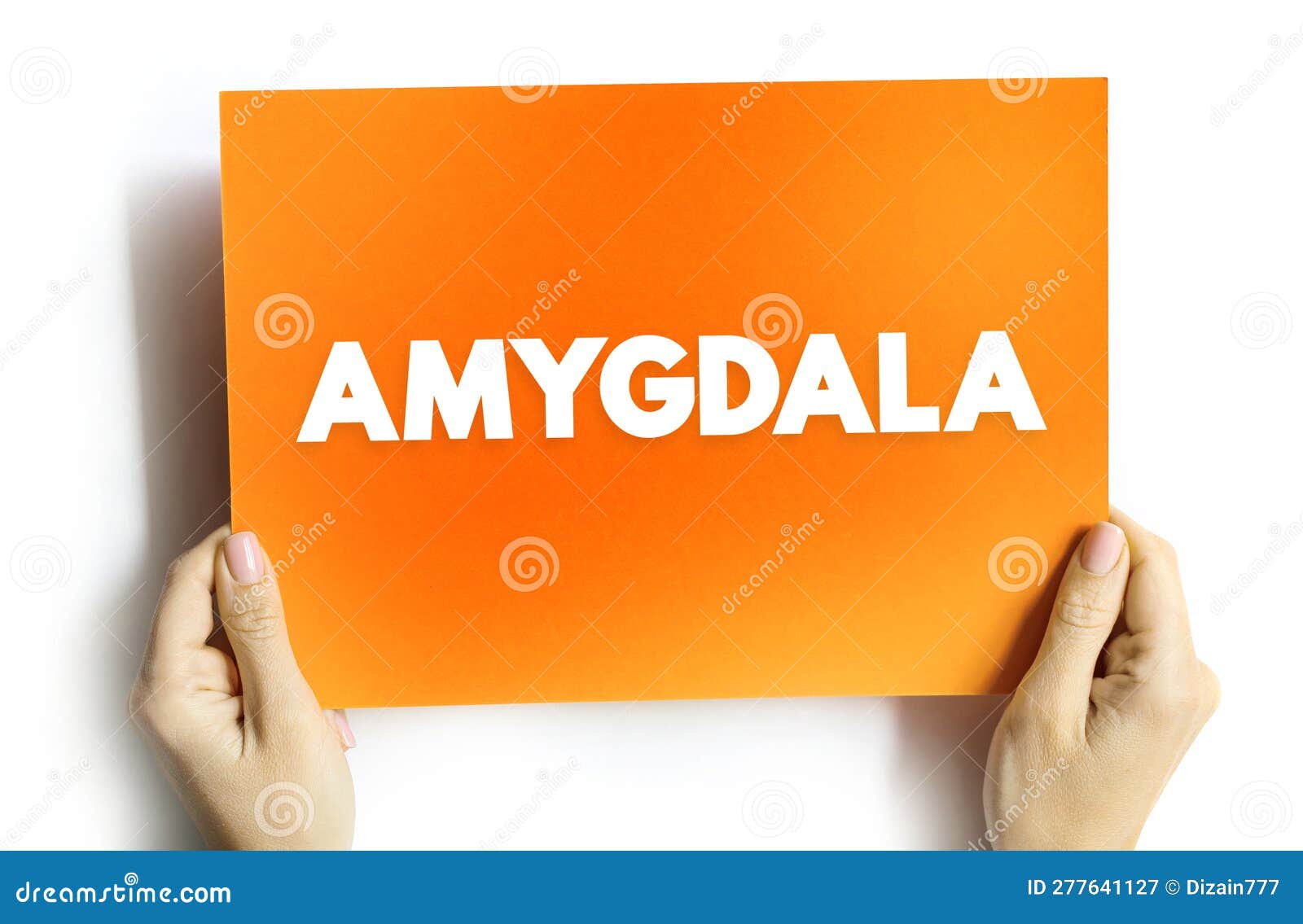 amygdala is the integrative center for emotions, emotional behavior, and motivation, text concept on card