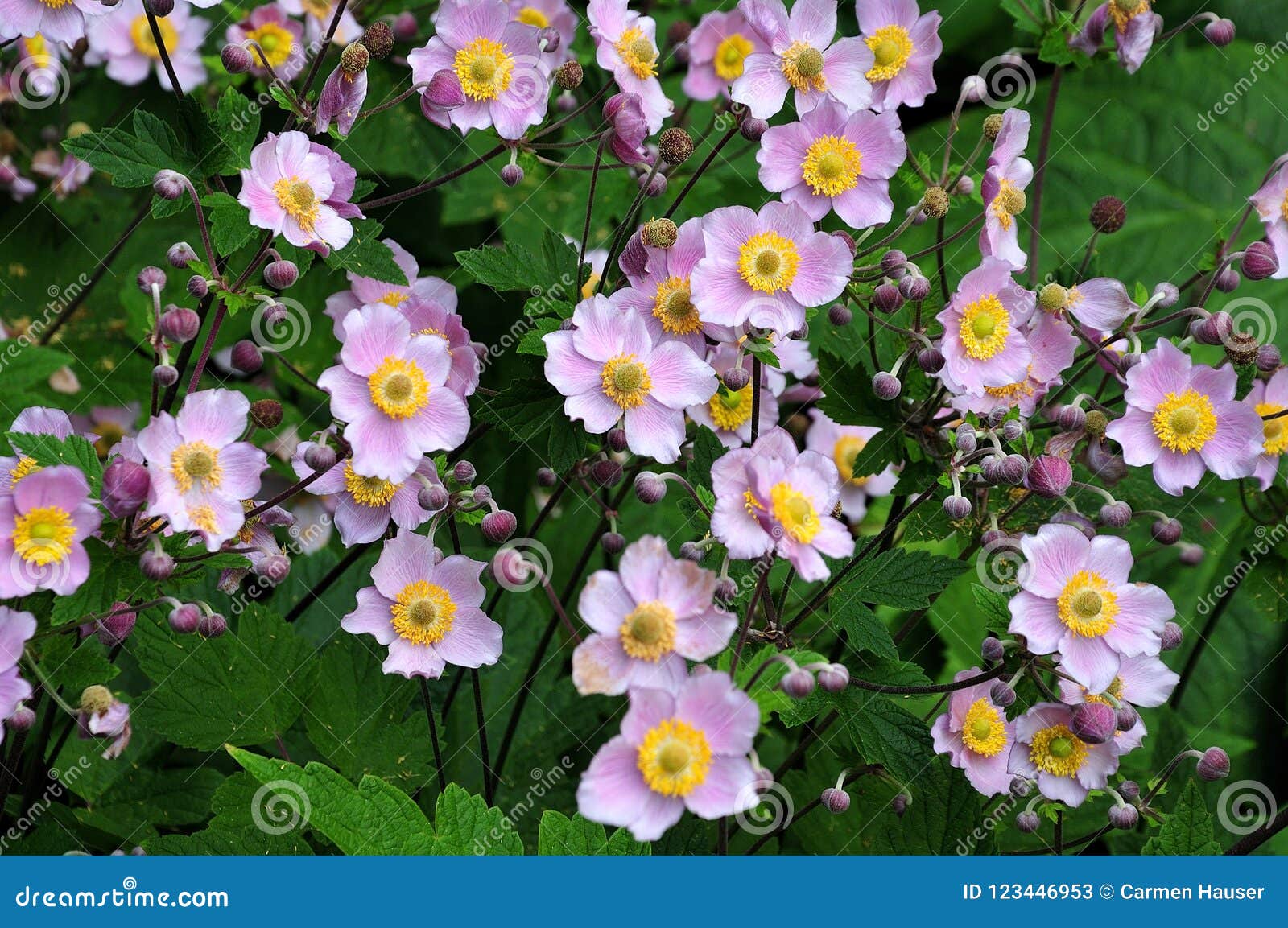 Anémonas Japonesas Rosadas En Macizo De Flores Imagen de archivo - Imagen  de rosa, paro: 123446953