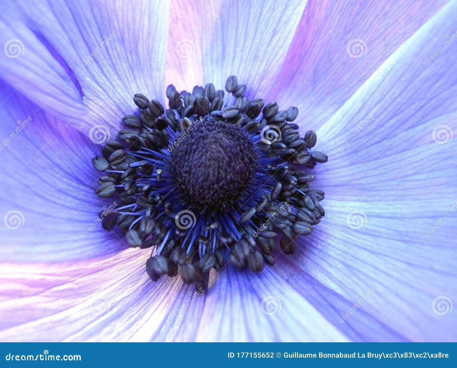 Anémone Colorée De Fleur Bleue Rêve De Vent Photo stock - Image du pétales,  variations: 177155652